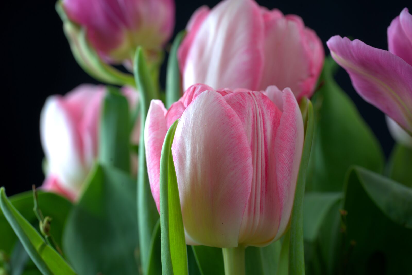 Sony a7 II sample photo. Spring, tulip, bouquet photography