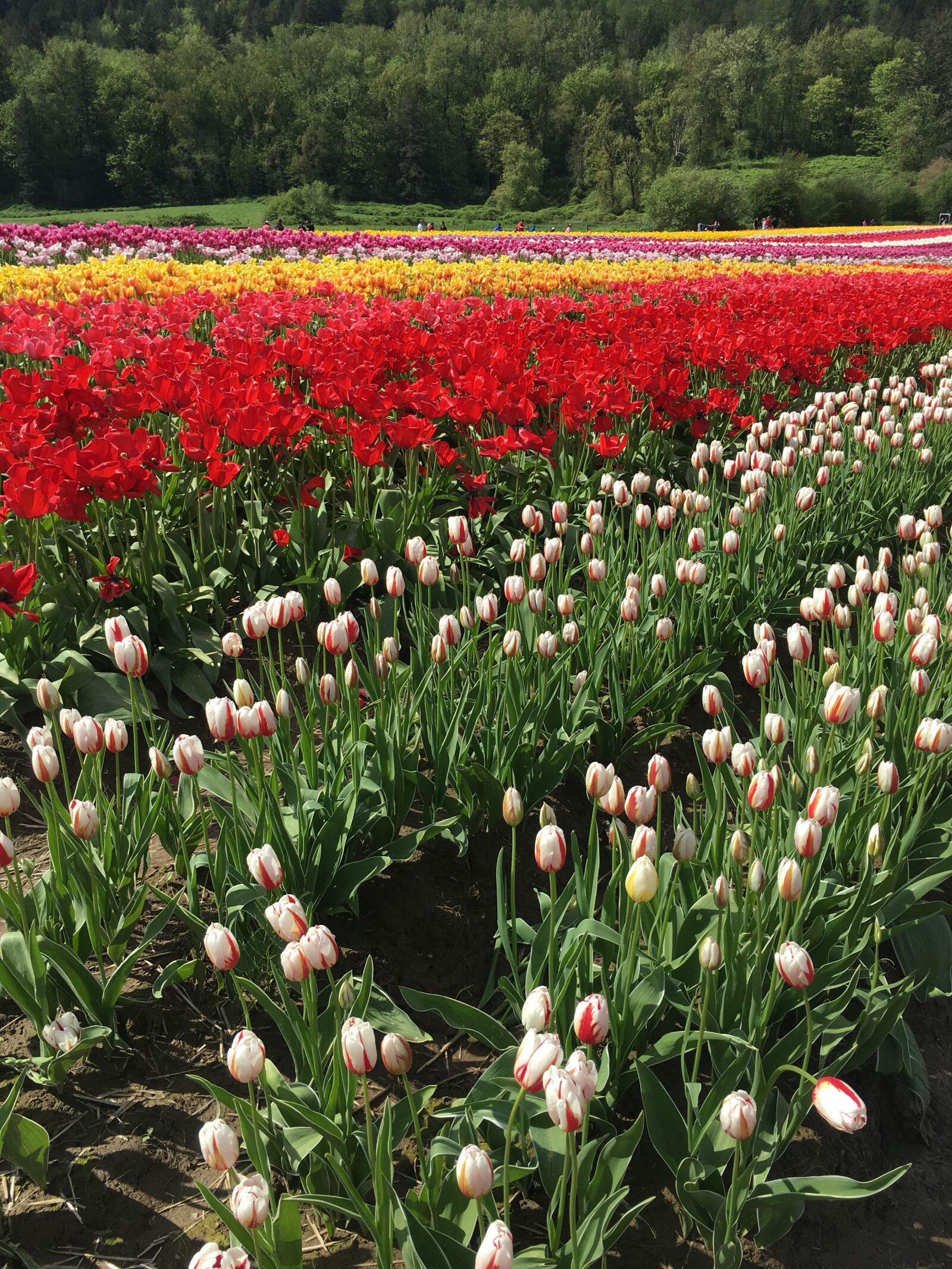 Apple iPhone 6s sample photo. Tulips, green, white photography