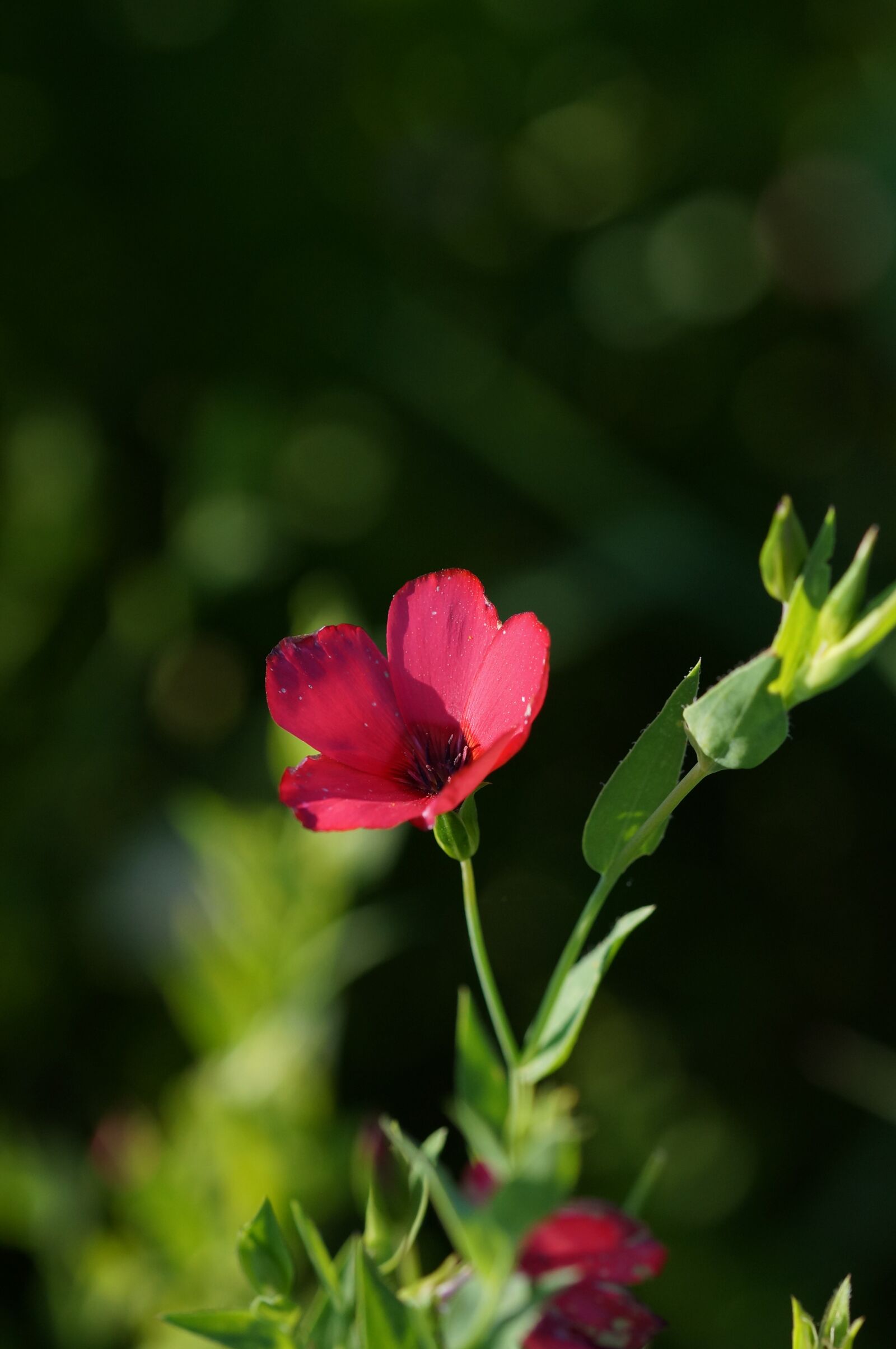Sony SLT-A57 + 105mm F2.8 sample photo. Wild flower, small, red photography