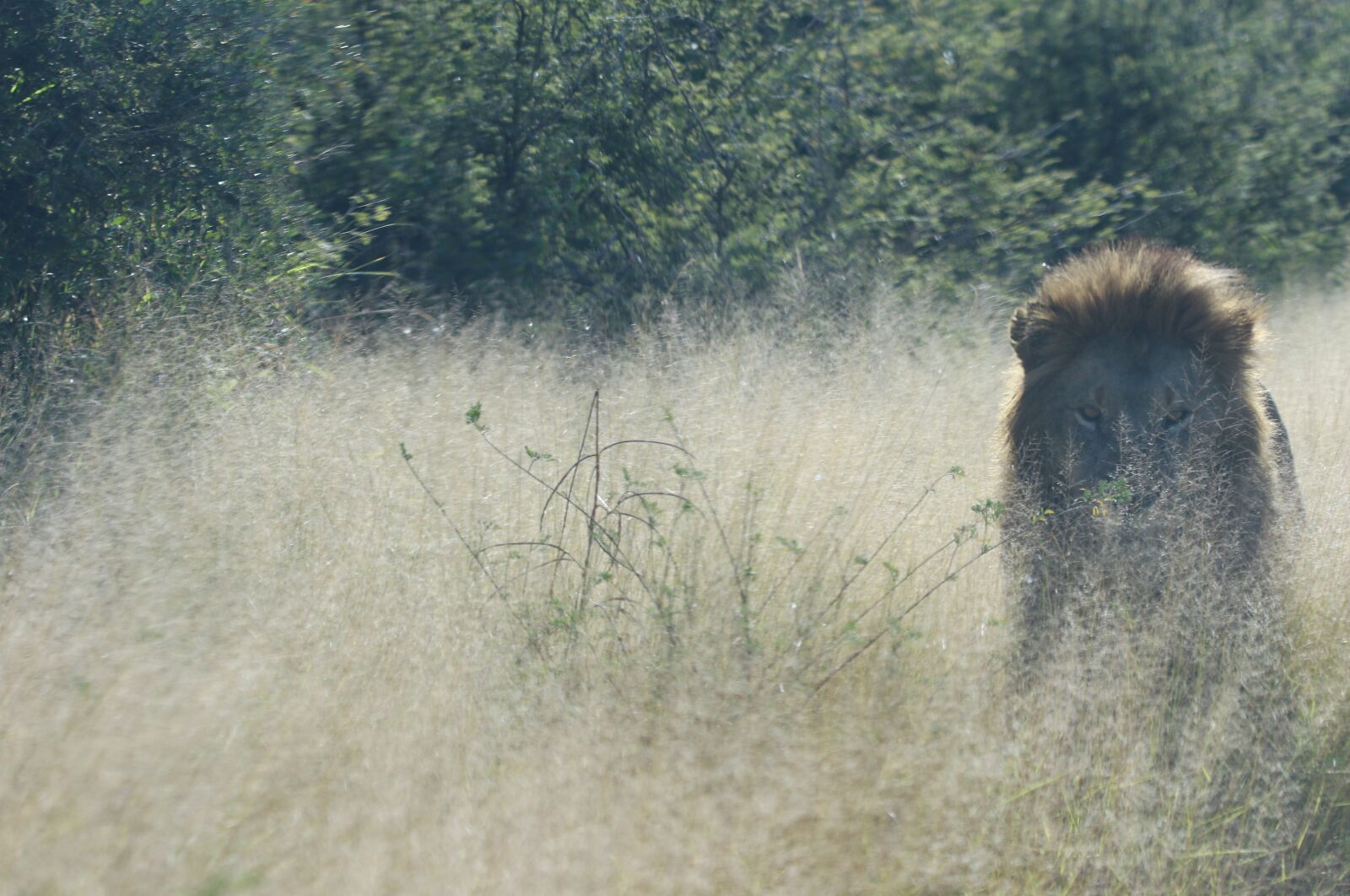 Canon EOS 7D Mark II sample photo. Africa, animal, cat, daddy photography