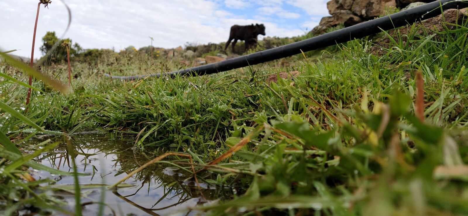 Xiaomi Mi A3 sample photo. Cow, grass, water photography