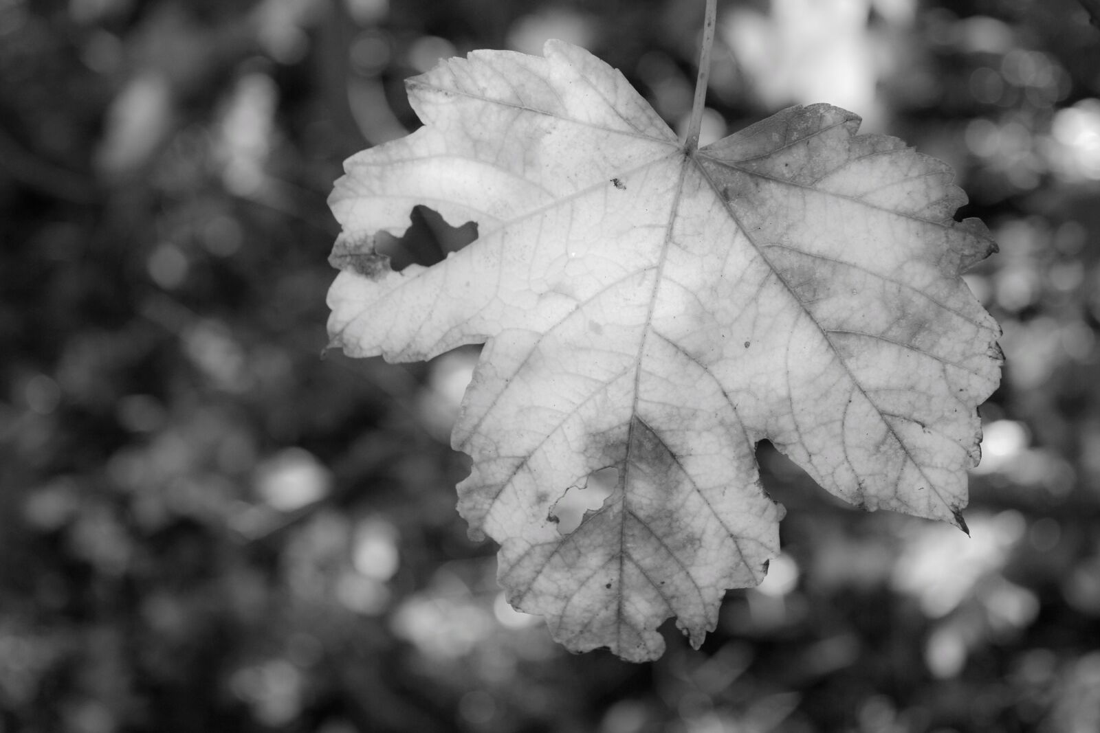Canon EOS 2000D (EOS Rebel T7 / EOS Kiss X90 / EOS 1500D) sample photo. Leaf, nature, background photography