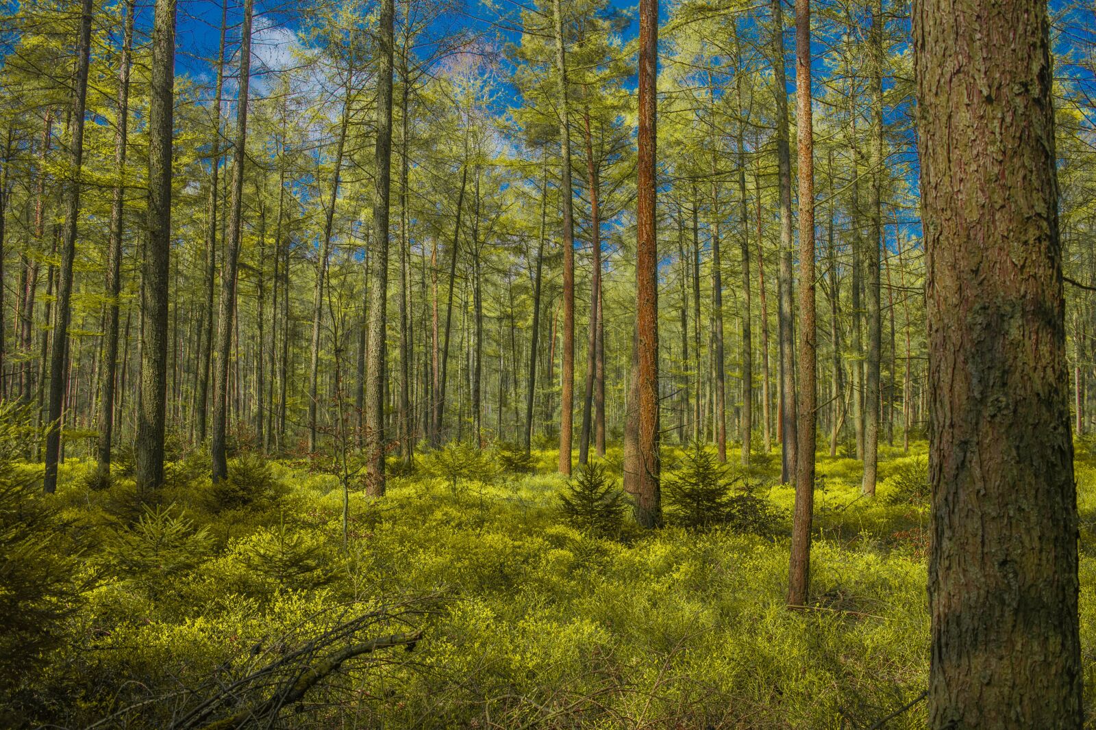 Nikon D3300 sample photo. Trees, forest, germany photography