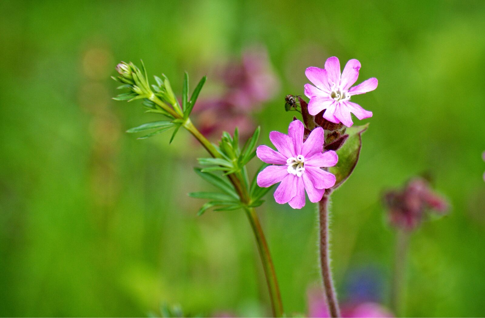 55.0-200.0mm f/4.0-f/5.6 sample photo. Red campion, silene dioica photography