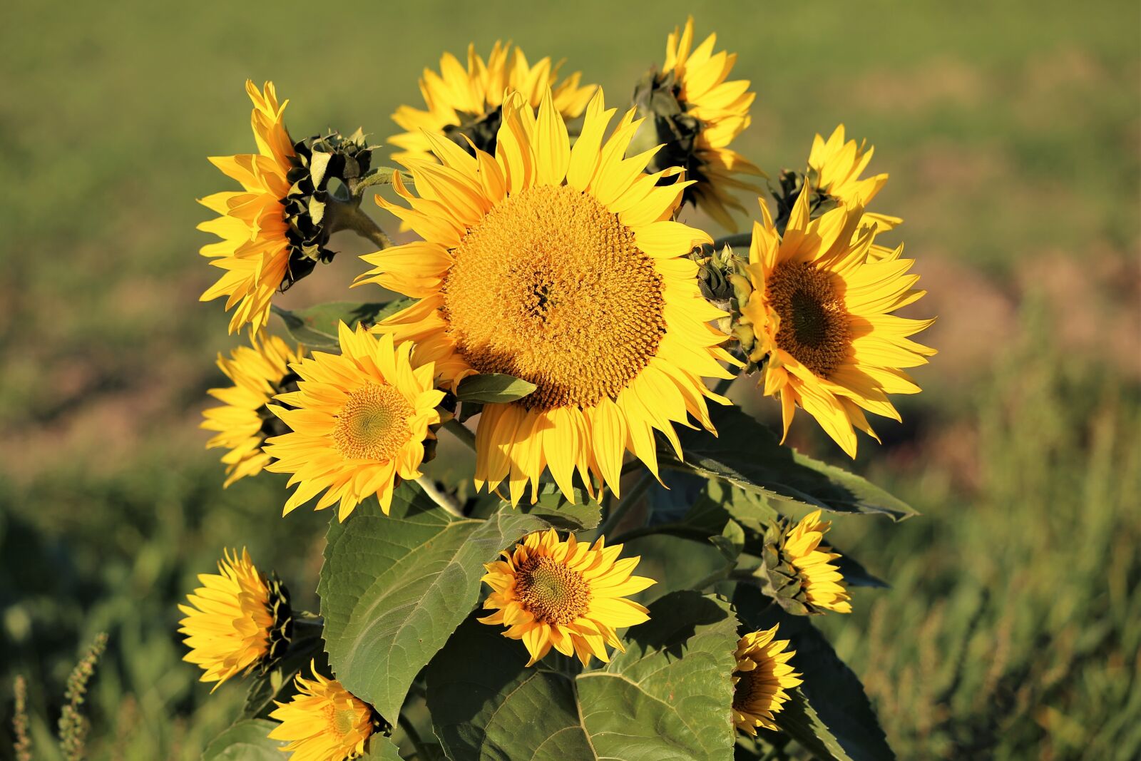 Canon EF 70-300 F4-5.6 IS II USM sample photo. Sunflower, bush, plant photography