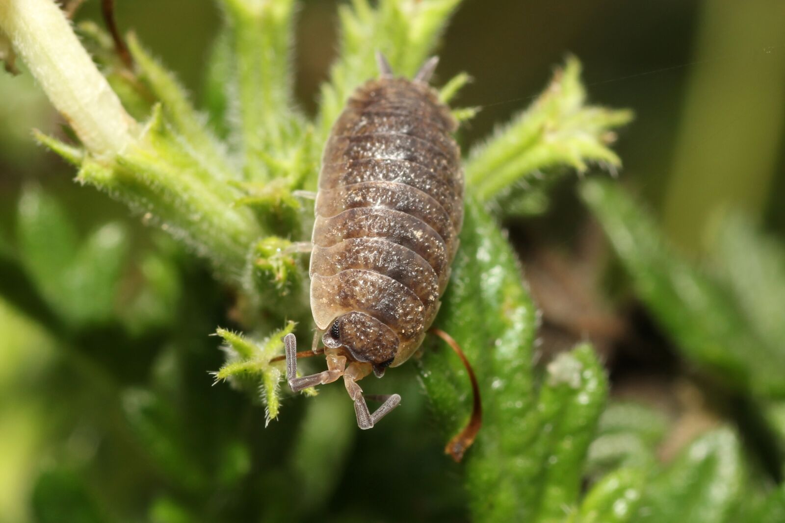 Canon EOS 60D sample photo. Porcellio scaber, insect, macro photography