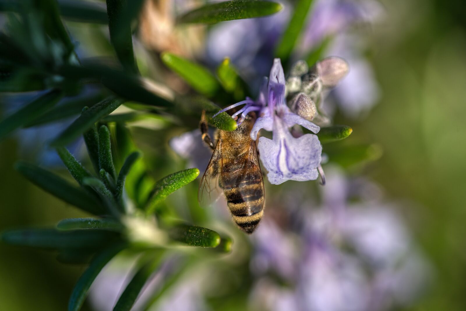 Nikon D750 sample photo. Rosemary, blossom, bloom photography