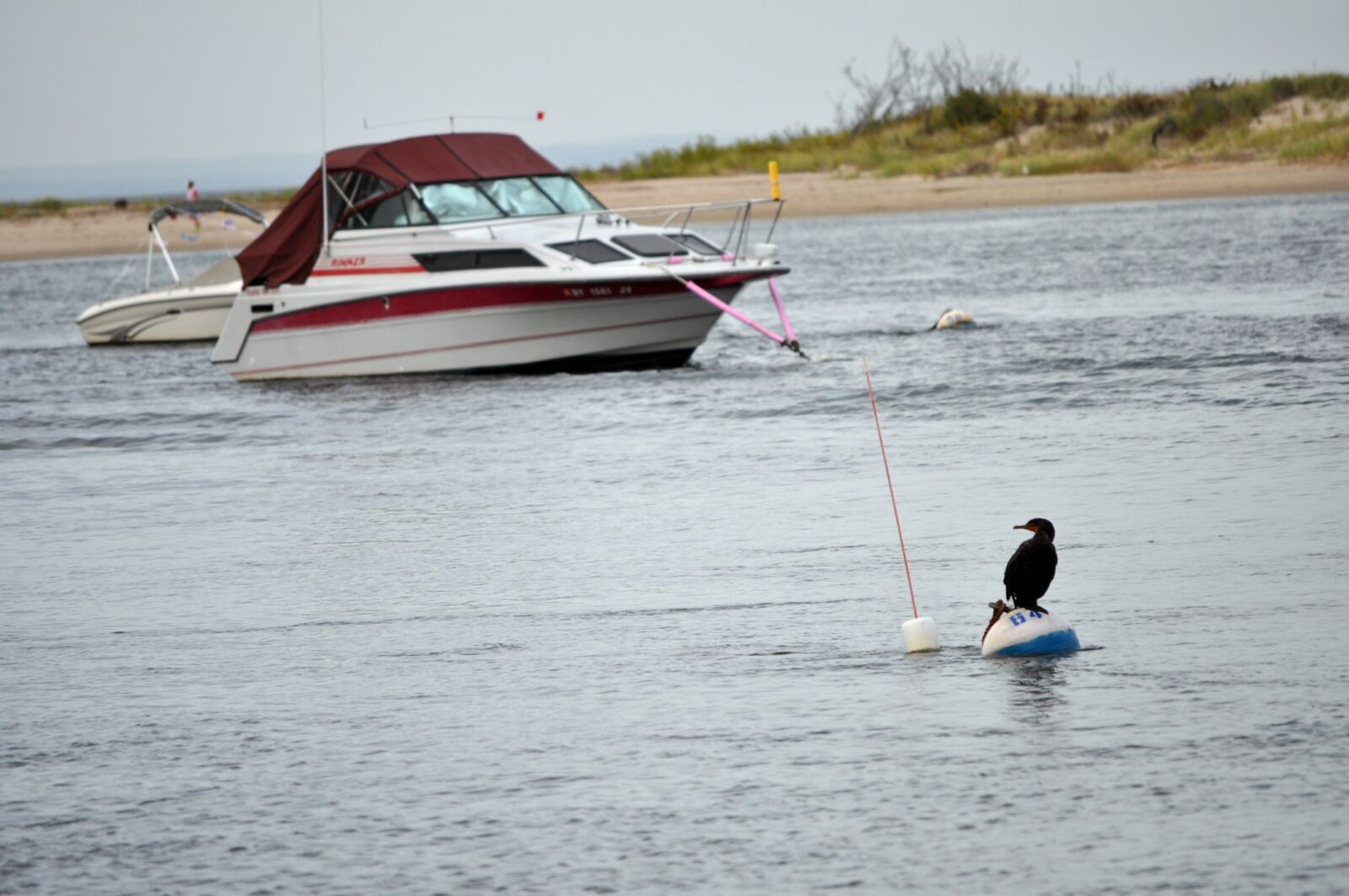 Nikon D5000 sample photo. Boat, water, bird photography