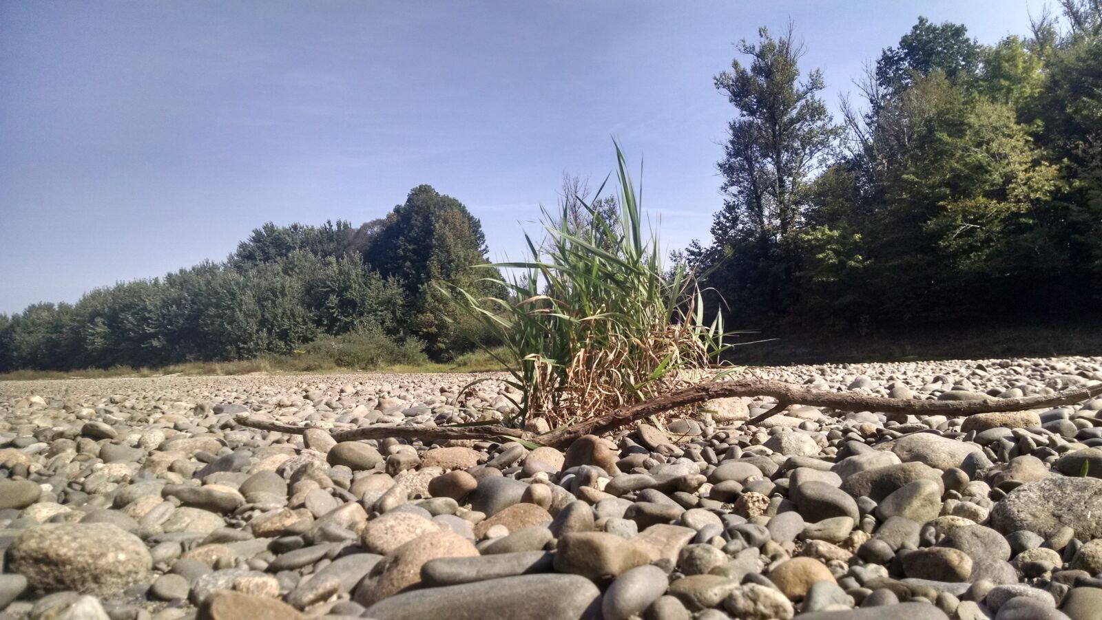 Motorola Moto X (1st Gen) sample photo. Bush, flat, green, growth photography