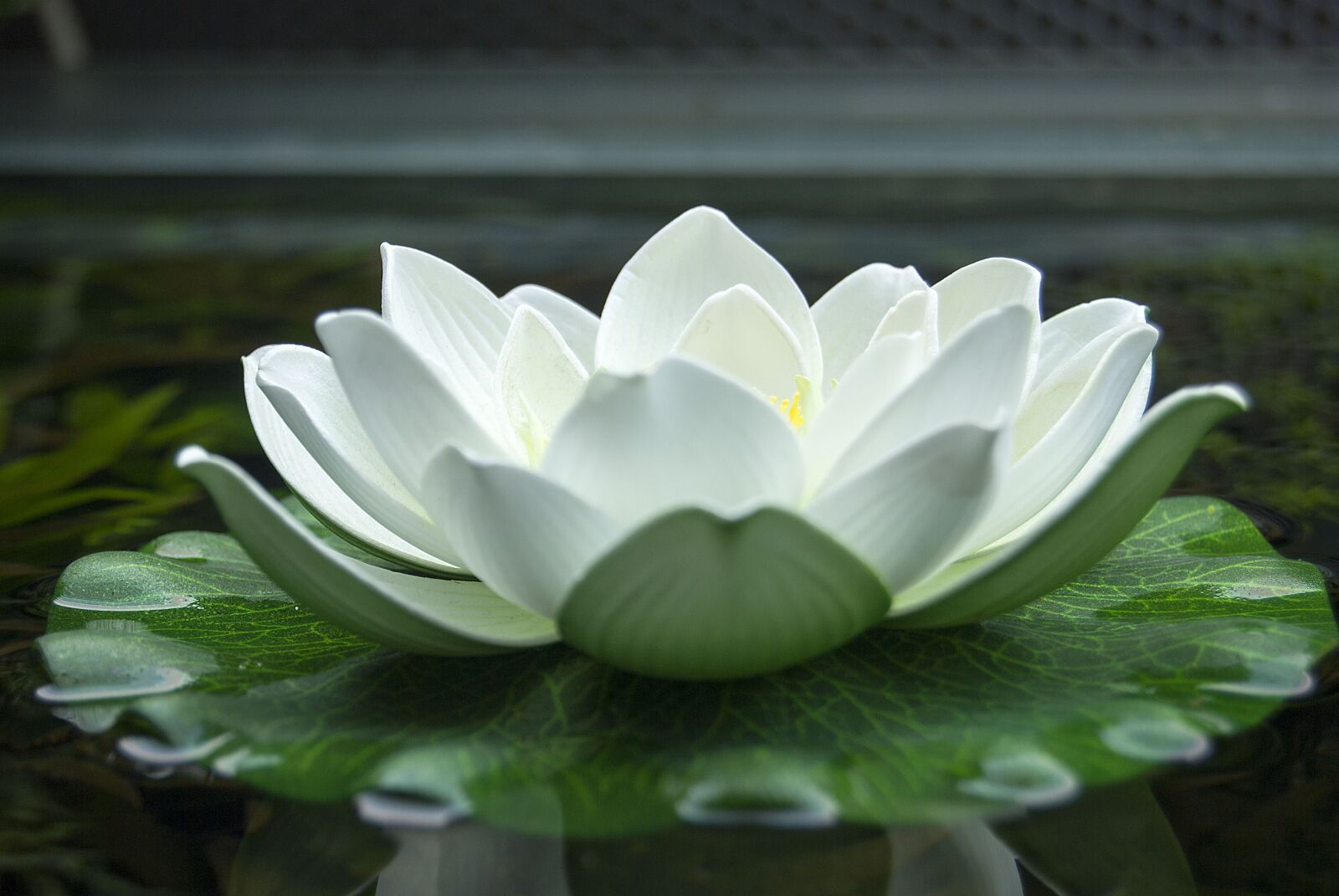 Nikon D40X sample photo. Water rose, flower, pond photography
