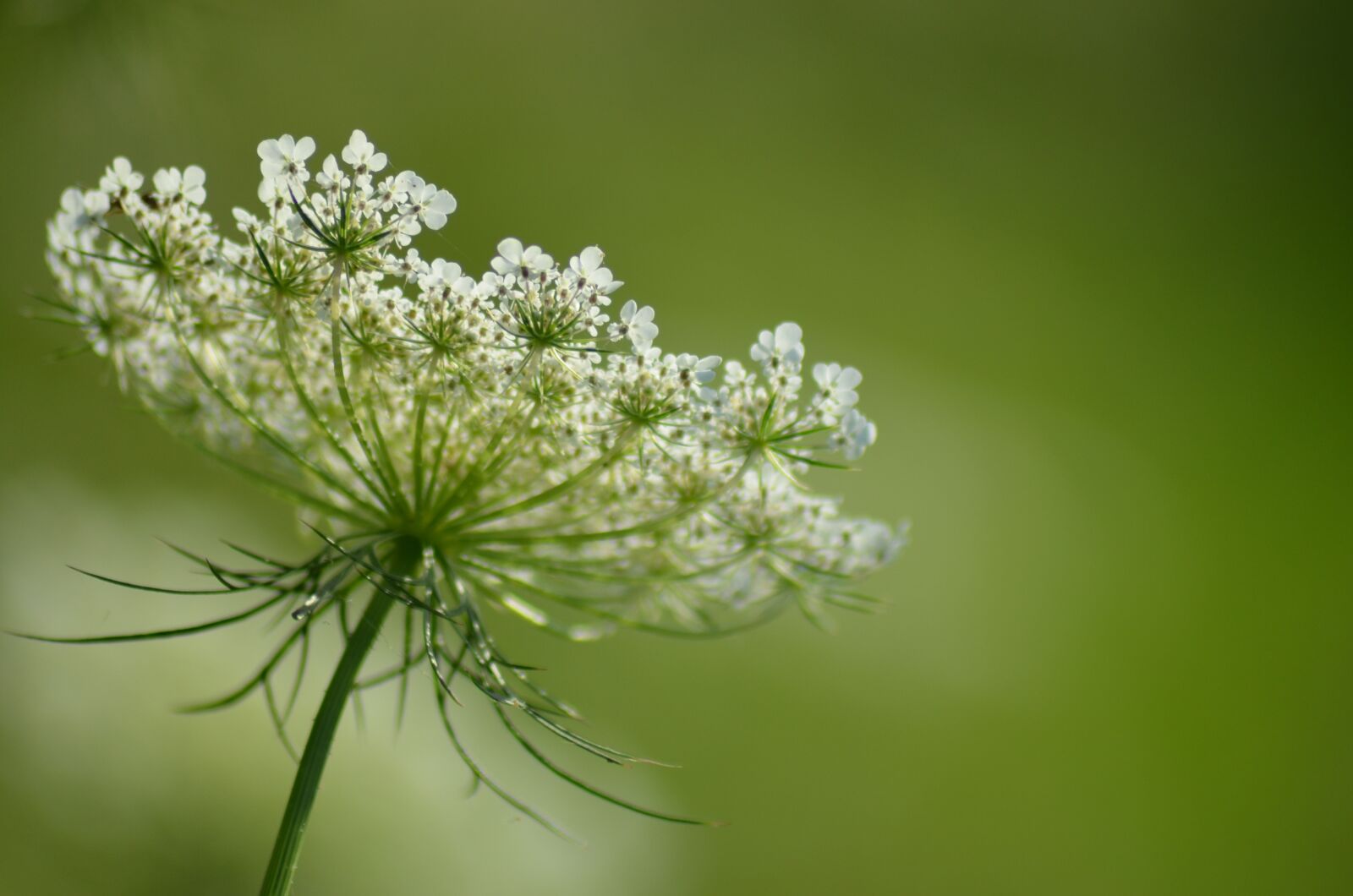Nikon D5100 sample photo. Flower, fleurs des champs photography