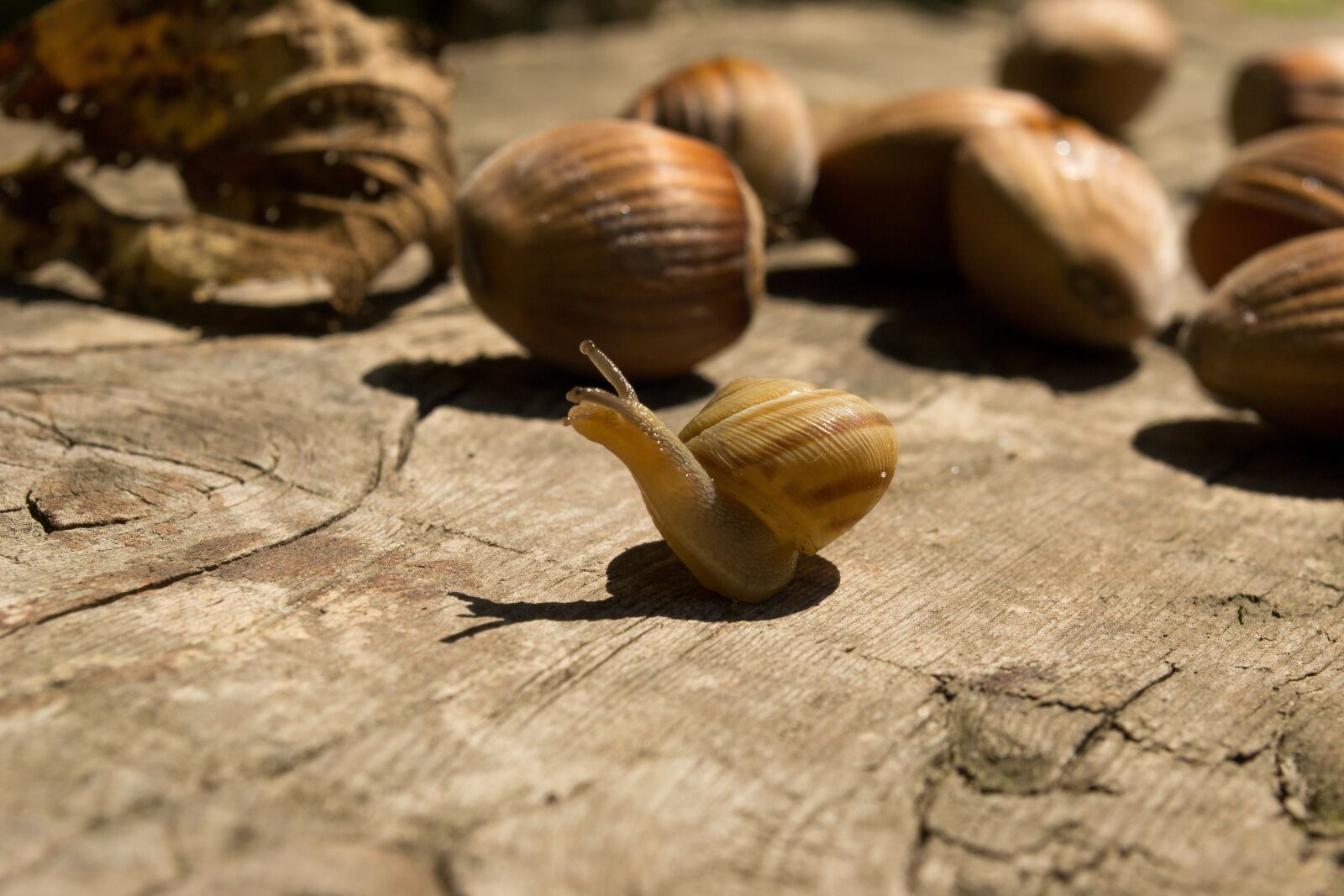 Nikon D3100 sample photo. Snail, wood, nuts photography