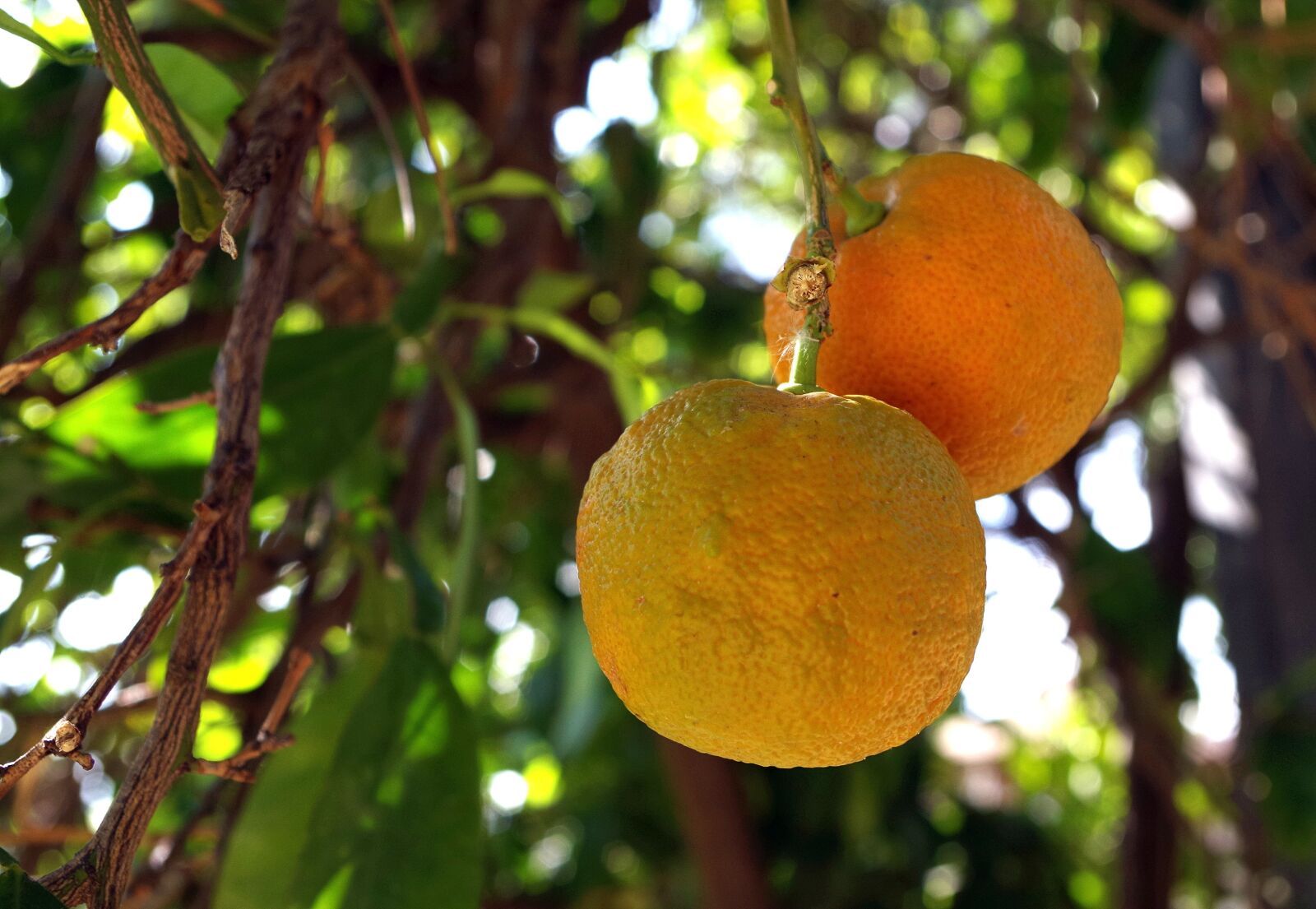 Pentax K-30 sample photo. Orange, fruit, juicy photography