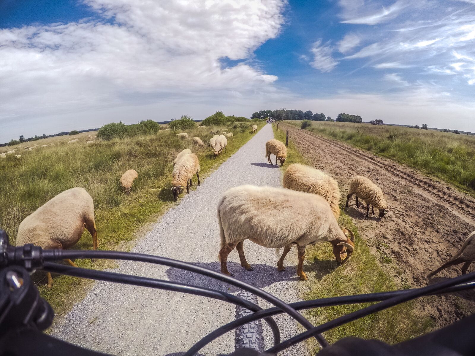 GoPro Hero5 Black sample photo. Sheep, bicycle, road photography