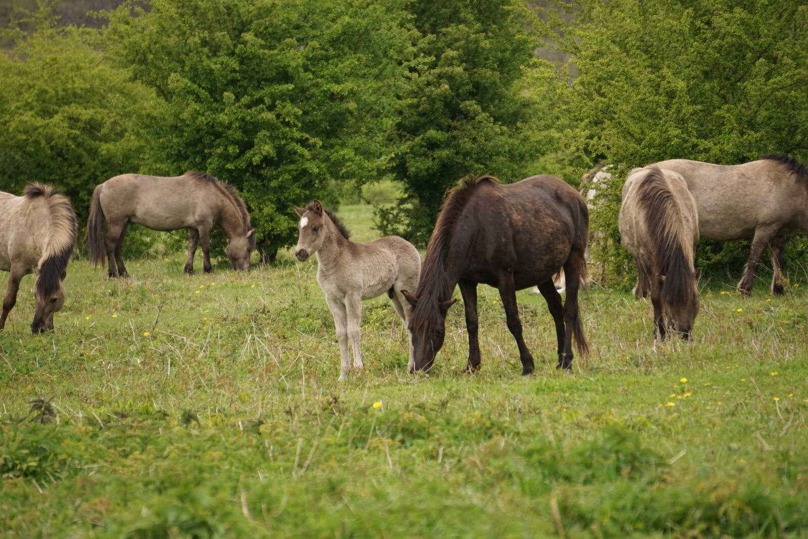Sony E 55-210mm F4.5-6.3 OSS sample photo. Horses, konikspaarden, foal photography