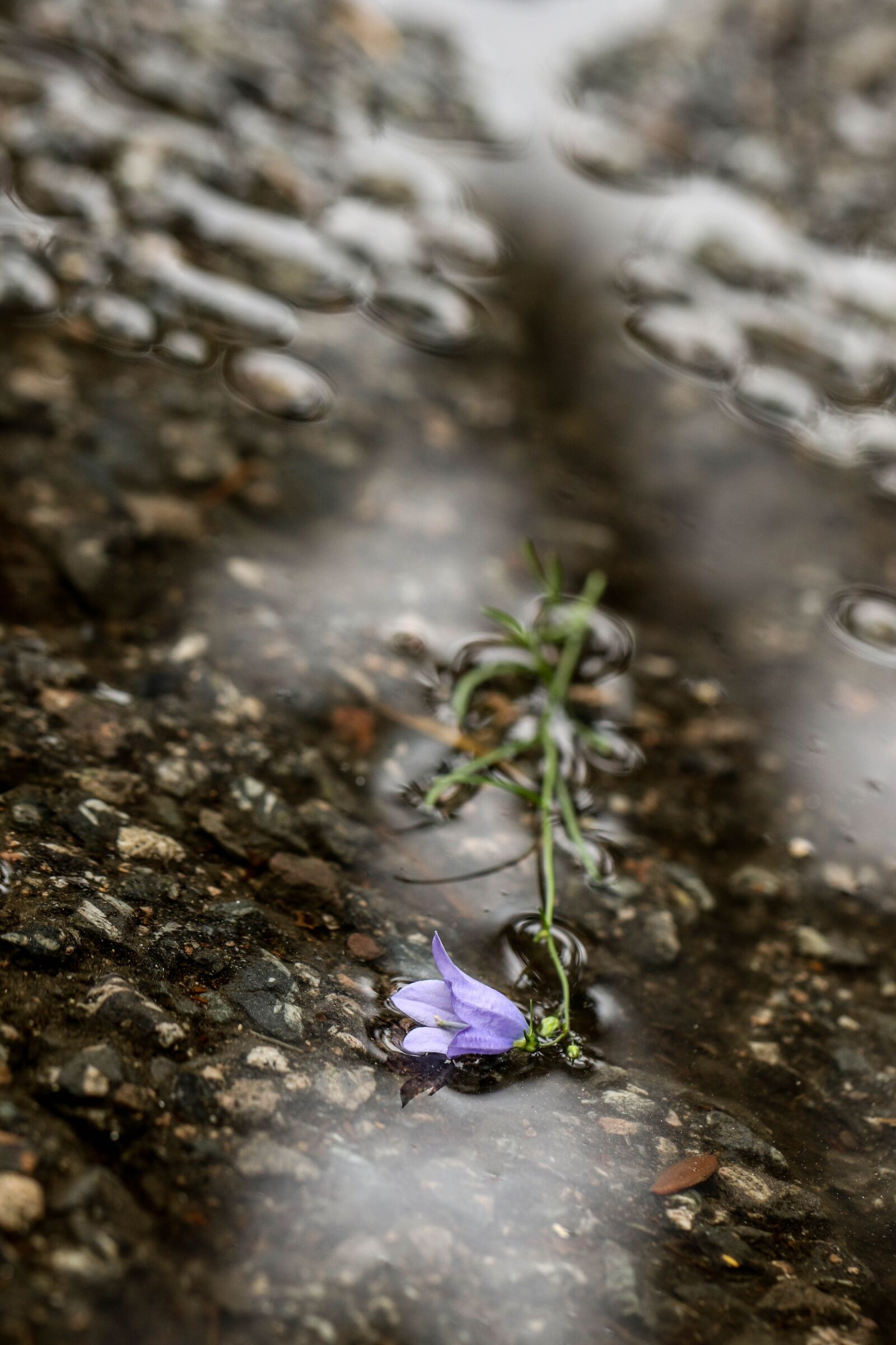 Canon EOS 7D Mark II sample photo. Wild flower, flower, blue photography