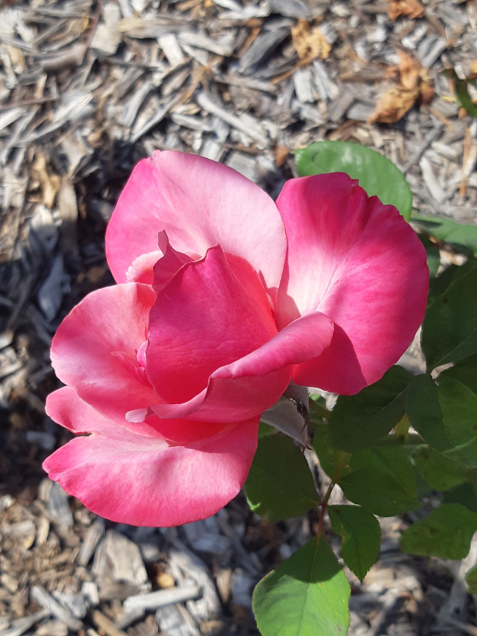 Samsung Galaxy A8(2018) sample photo. Rose, garden, summer photography