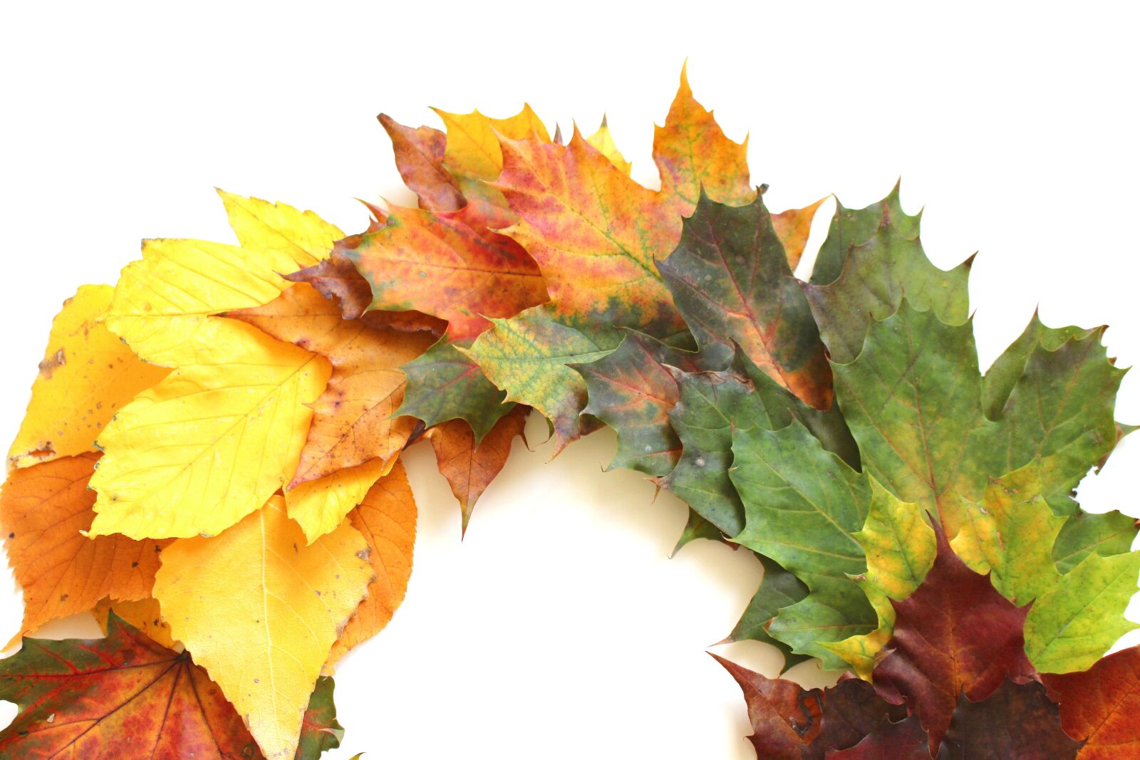 Canon EOS 700D (EOS Rebel T5i / EOS Kiss X7i) sample photo. Leaves, autumn, fall foliage photography