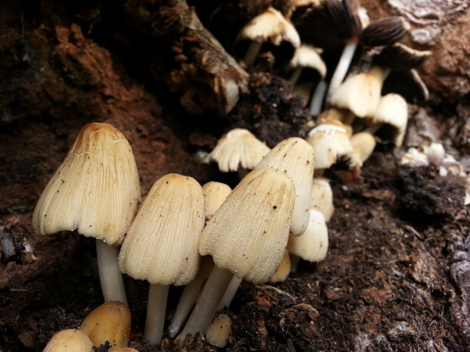 Samsung Galaxy Note2 sample photo. Mushrooms, nature, mushroom photography
