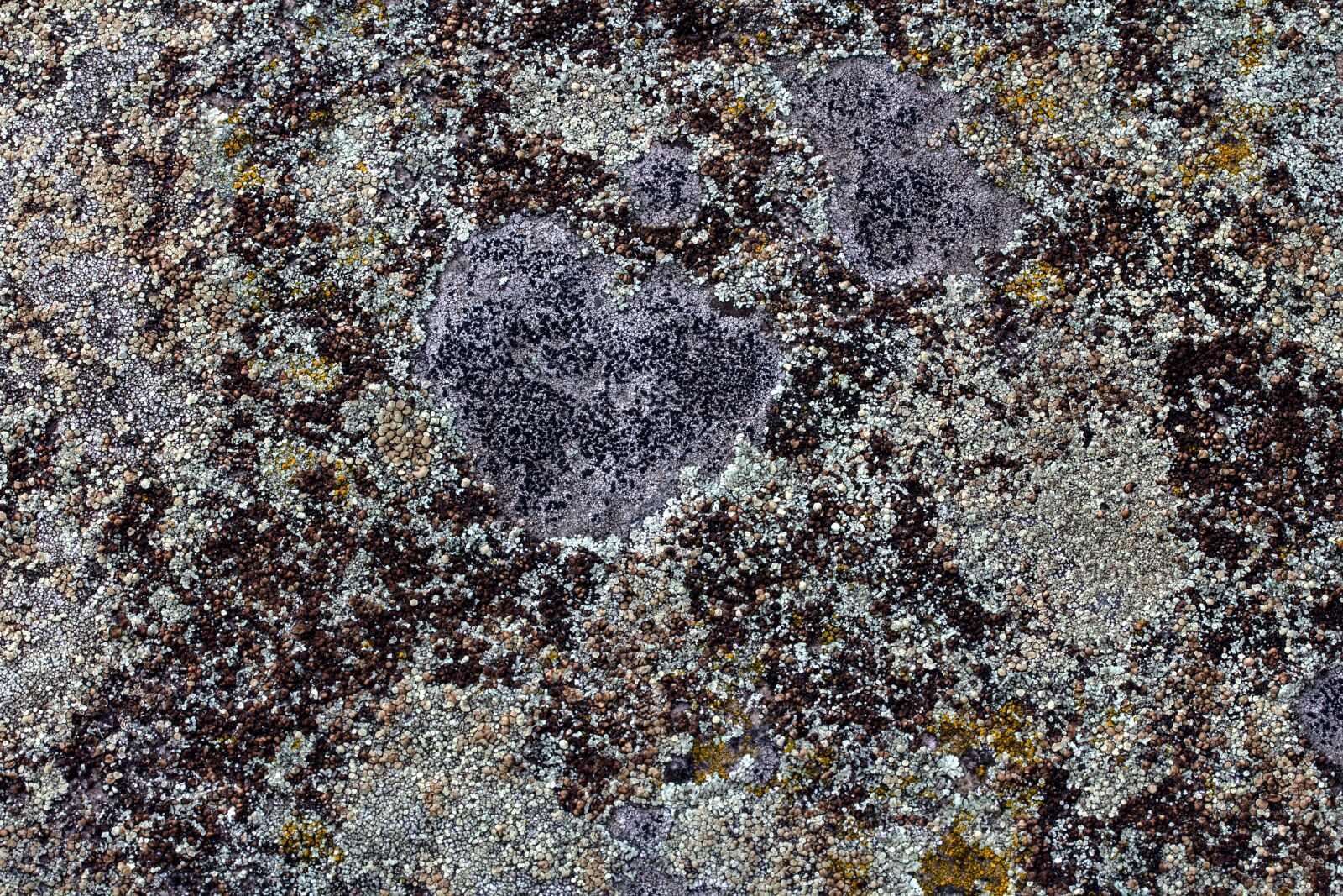 Canon EF-S 60mm F2.8 Macro USM sample photo. Background, concrete, weave photography