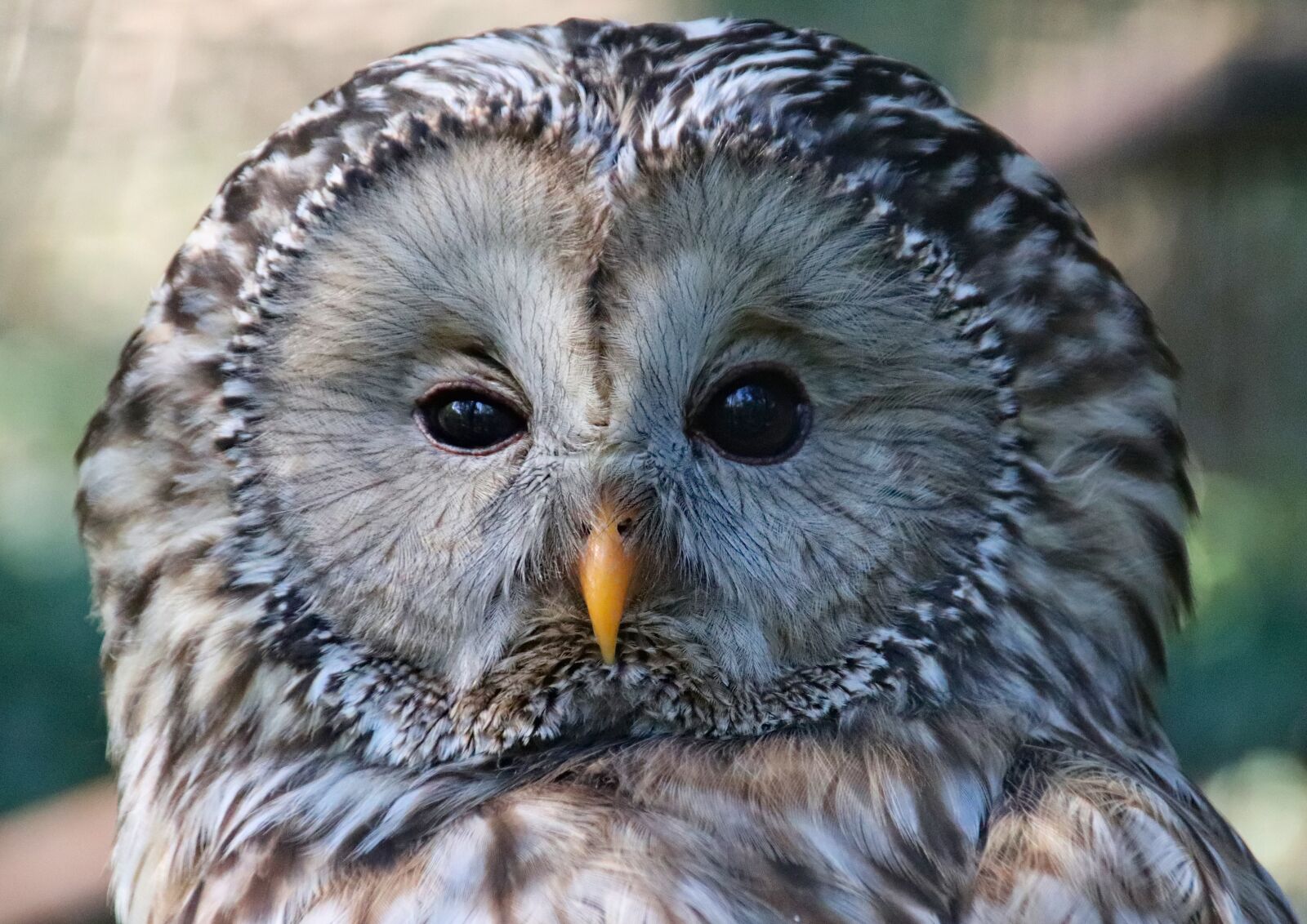 Canon EOS 77D (EOS 9000D / EOS 770D) sample photo. Owl, tawny owl, whitish photography