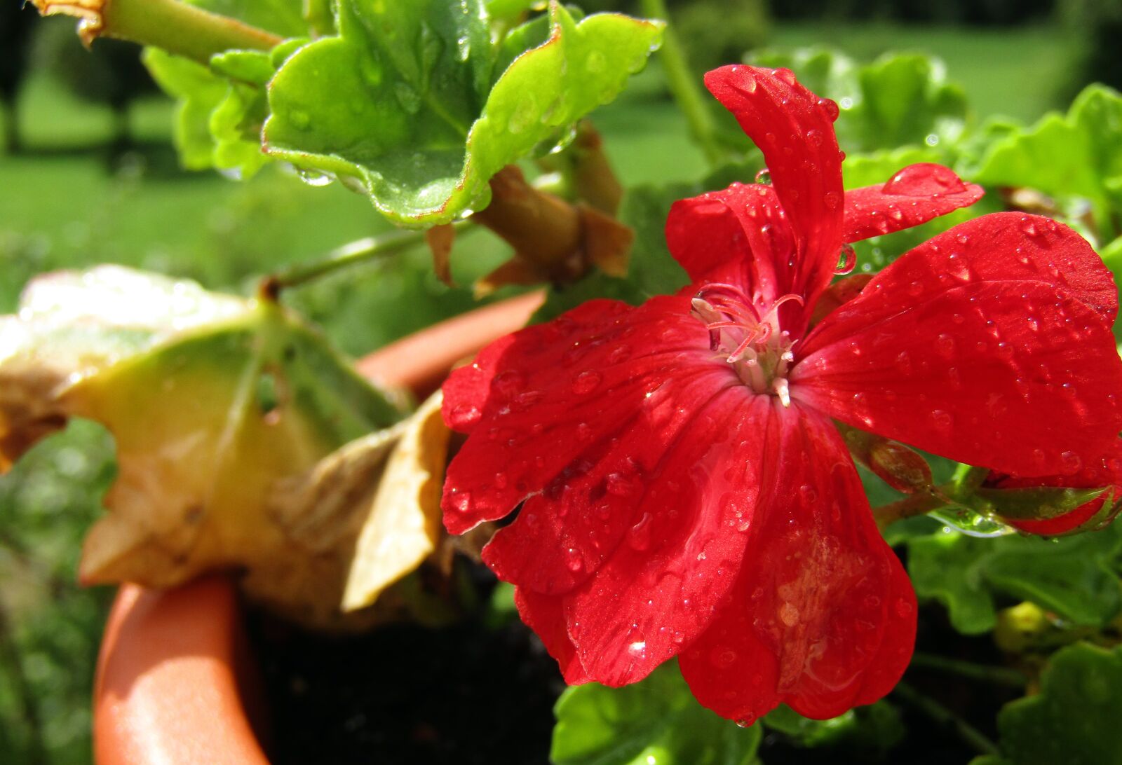 Canon PowerShot SX410 IS sample photo. Flower, plant, geraneo photography