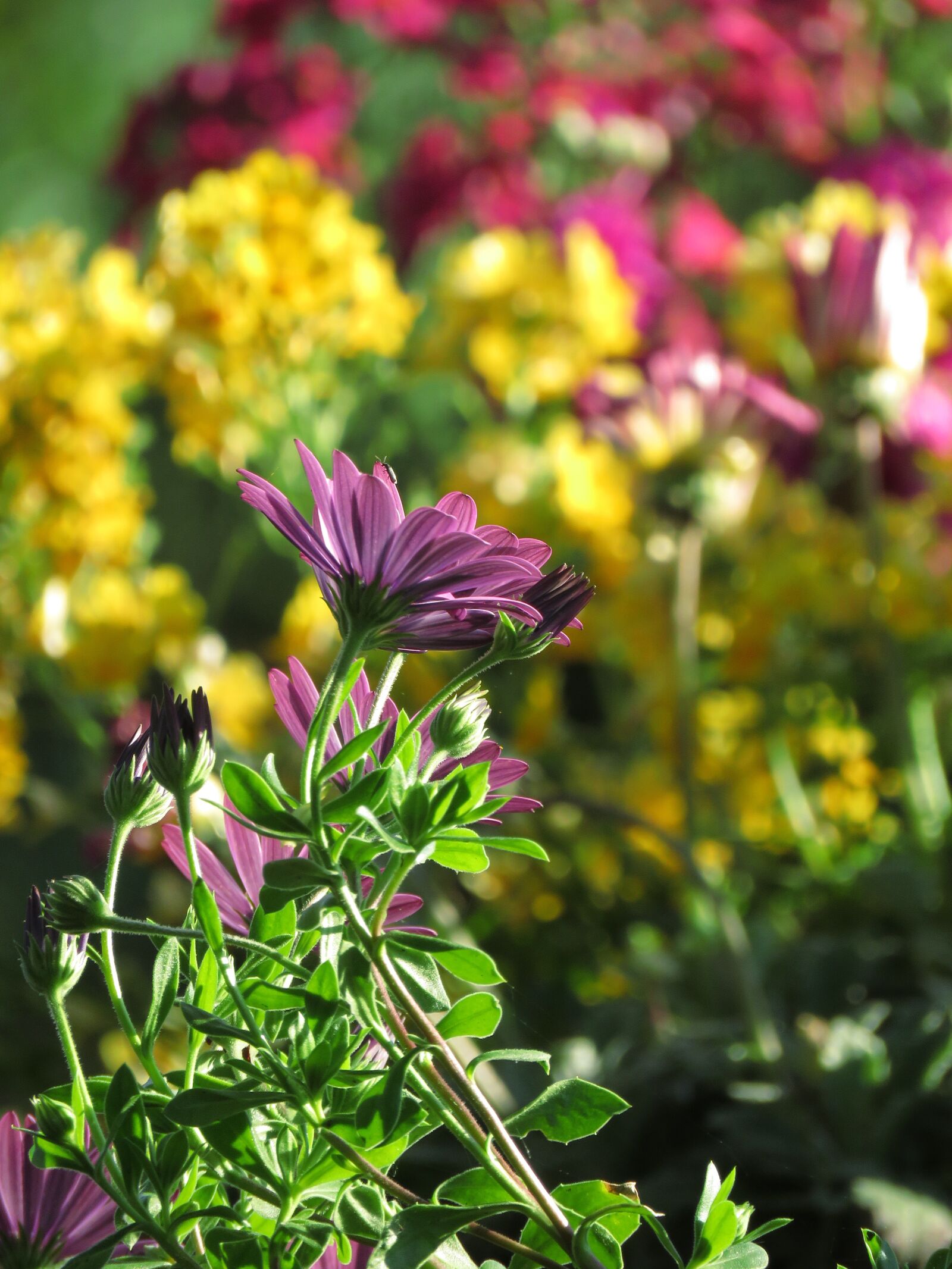Canon PowerShot SX60 HS sample photo. Flower, nature, spring photography