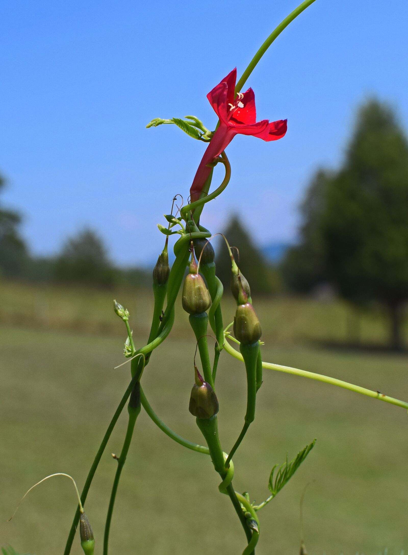 Nikon D3300 sample photo. Red cyprus vine, flower photography