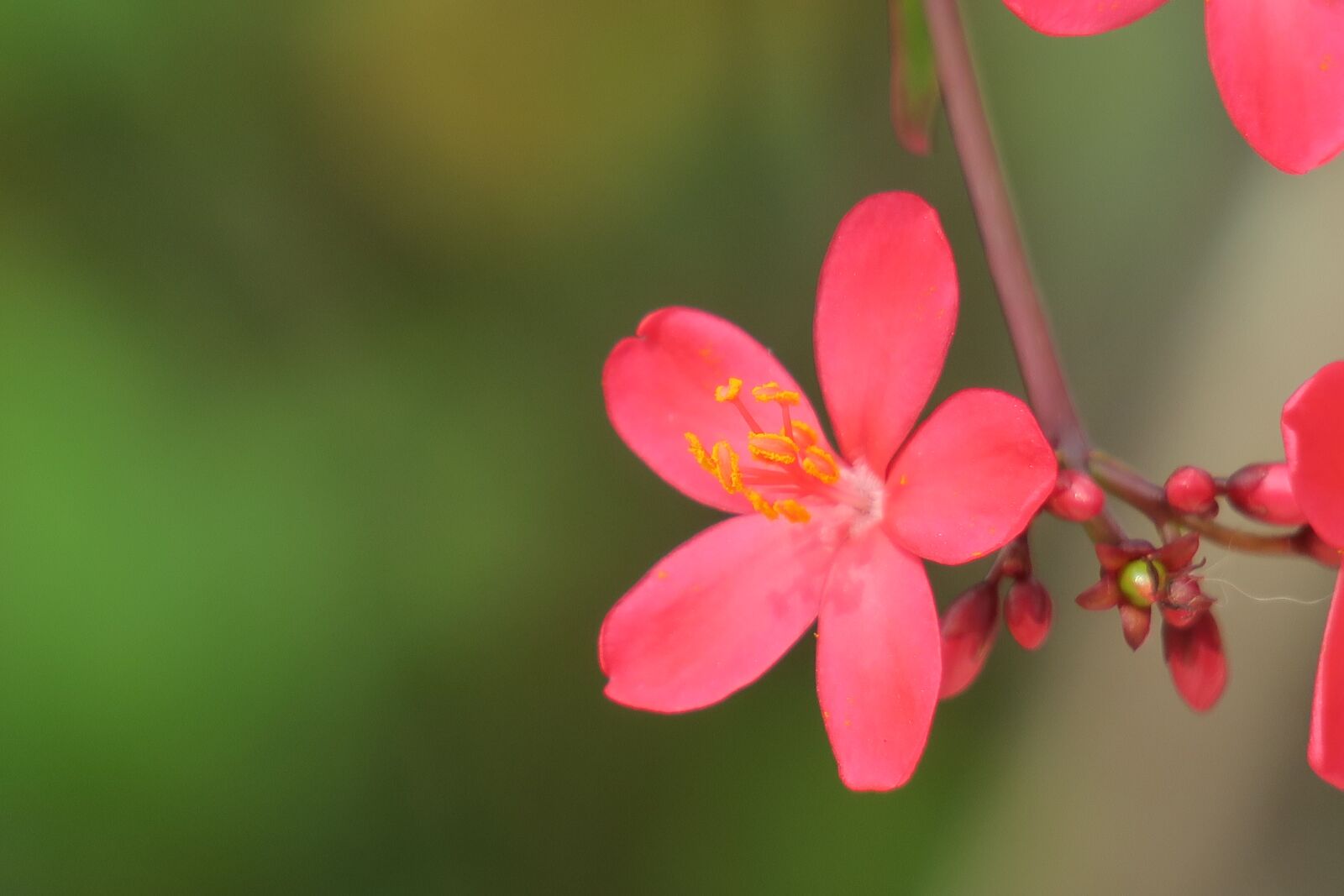 Canon PowerShot G3 X sample photo. Qin leaf coral, nature photography