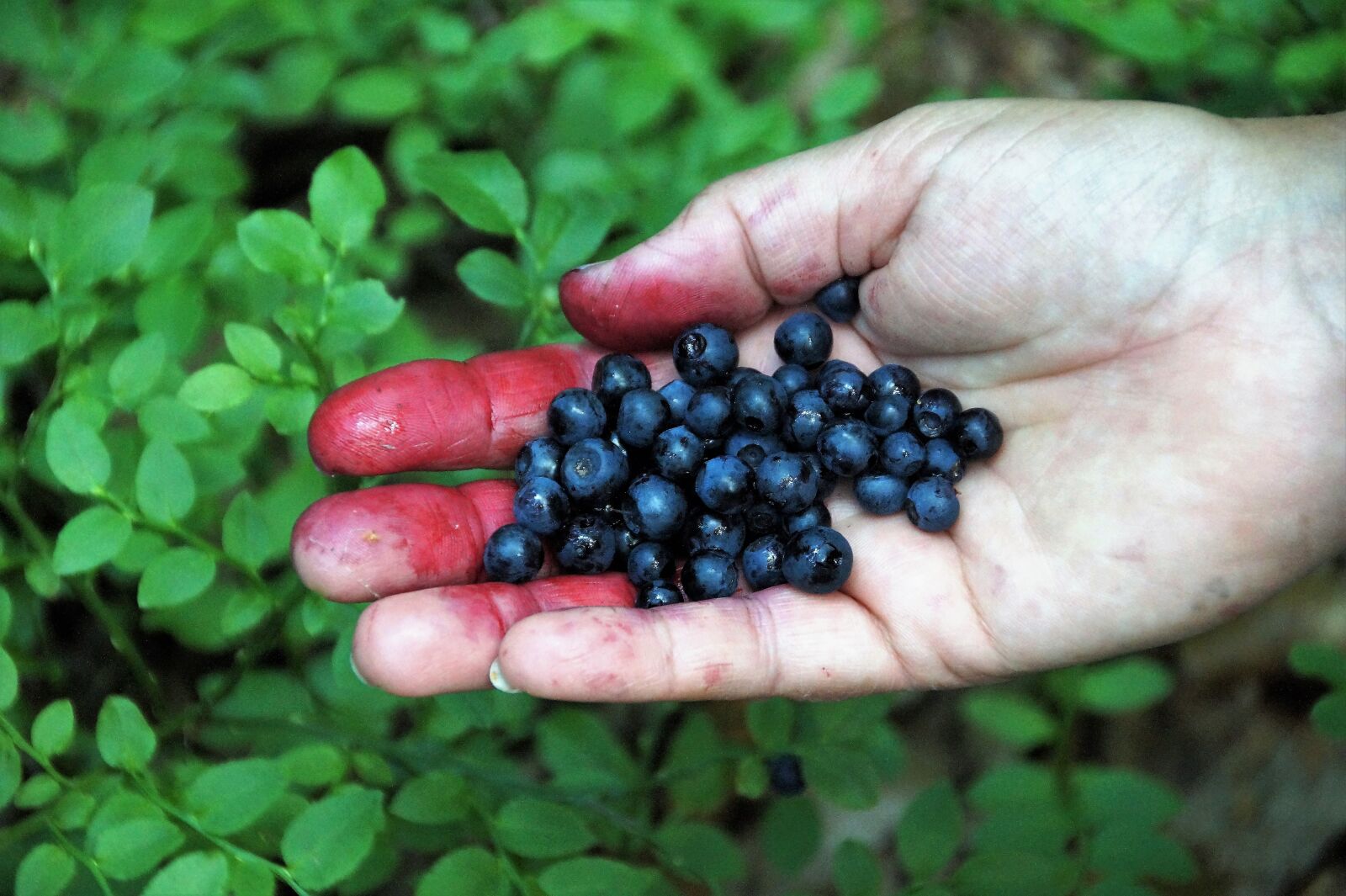 Sony SLT-A58 sample photo. Blueberries, forest, fruits photography