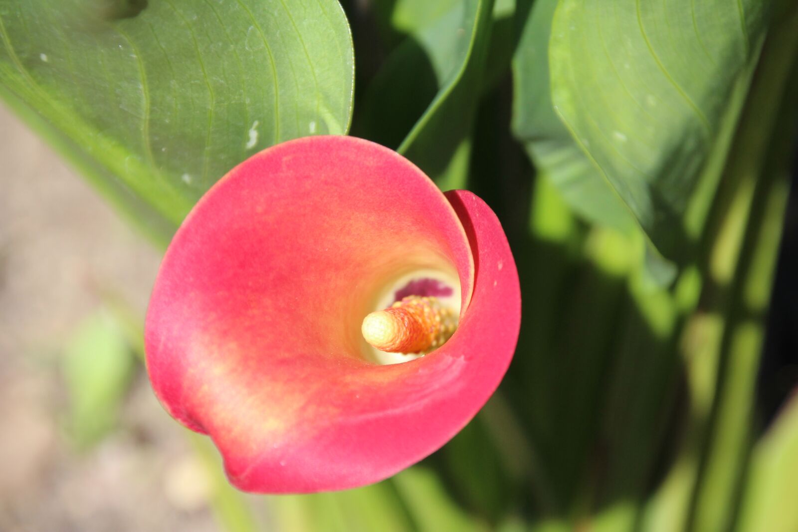 Canon EOS 1200D (EOS Rebel T5 / EOS Kiss X70 / EOS Hi) sample photo. Flower, funnel, funnel flower photography