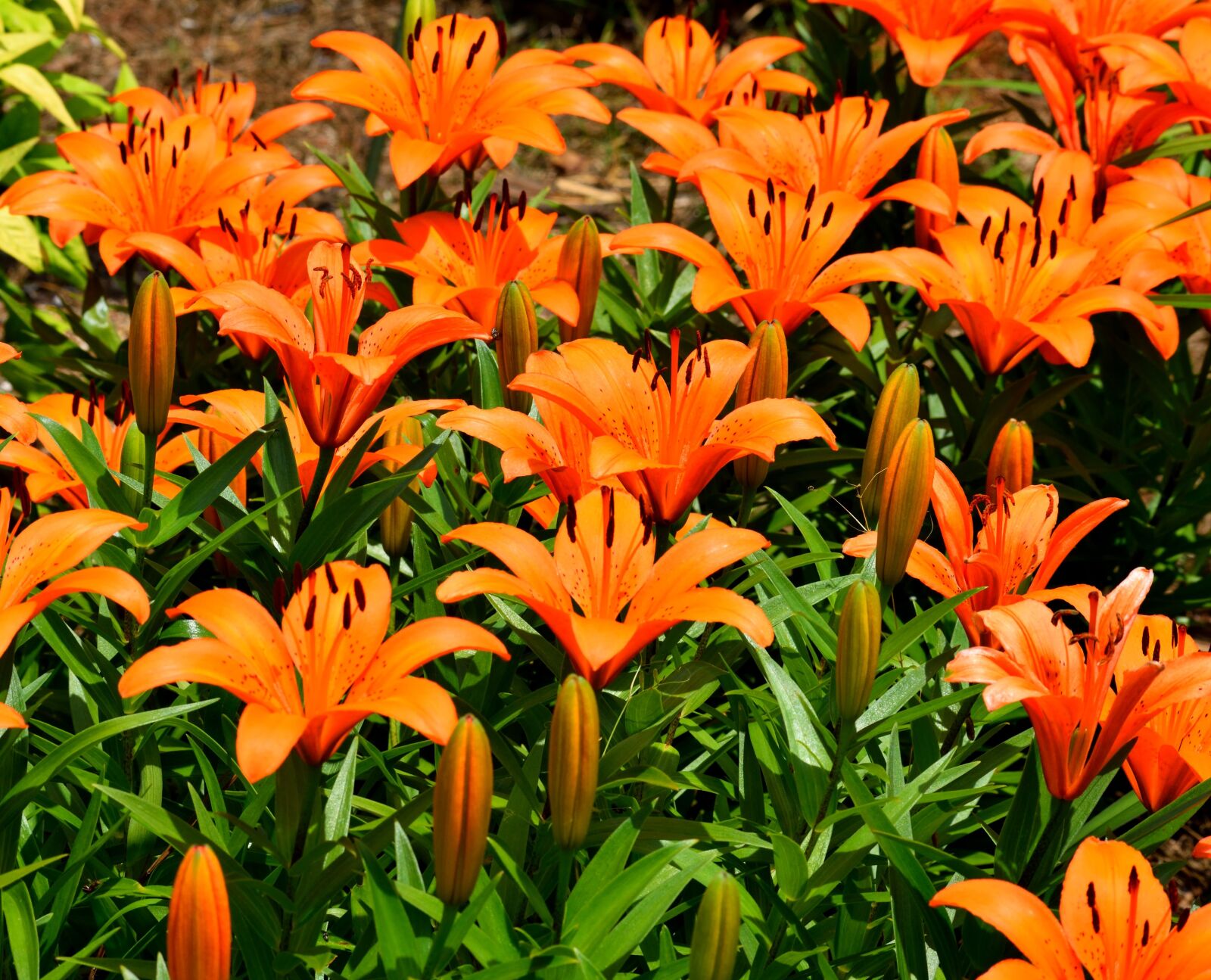Nikon D3300 sample photo. Asian lilies, vibrant, orange photography