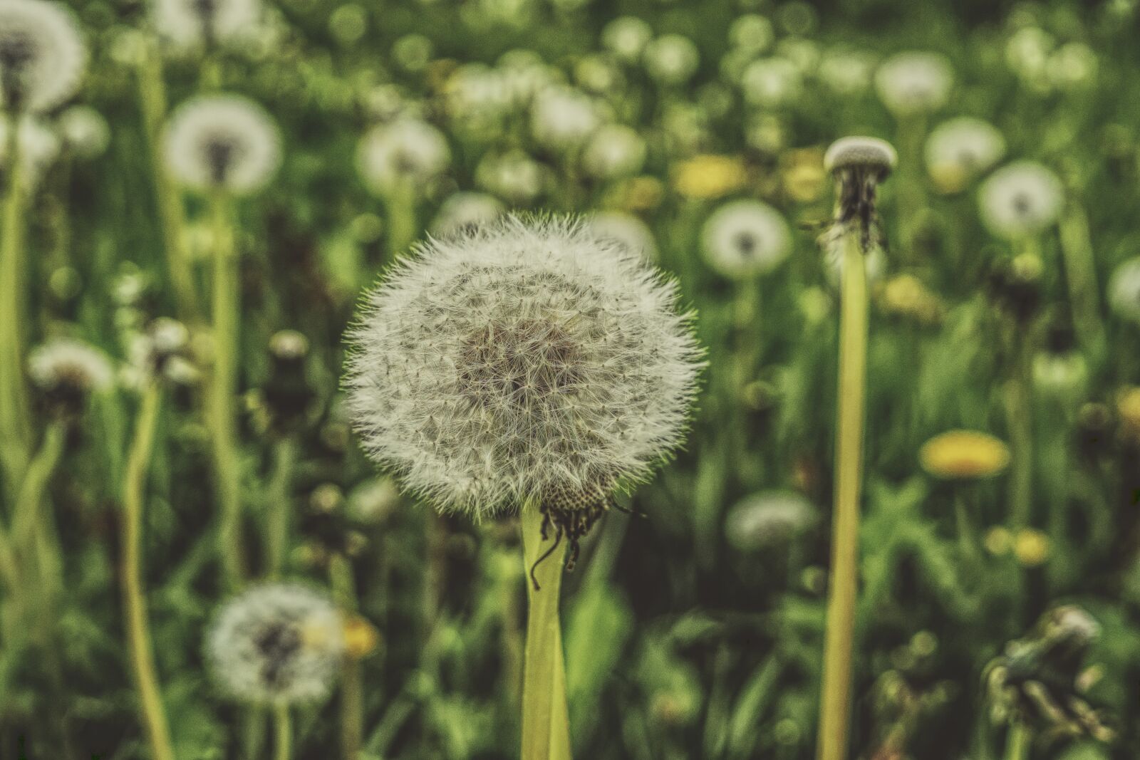 Sony a6300 + Sigma 30mm F2.8 EX DN sample photo. Dandelion, meadow, spring photography