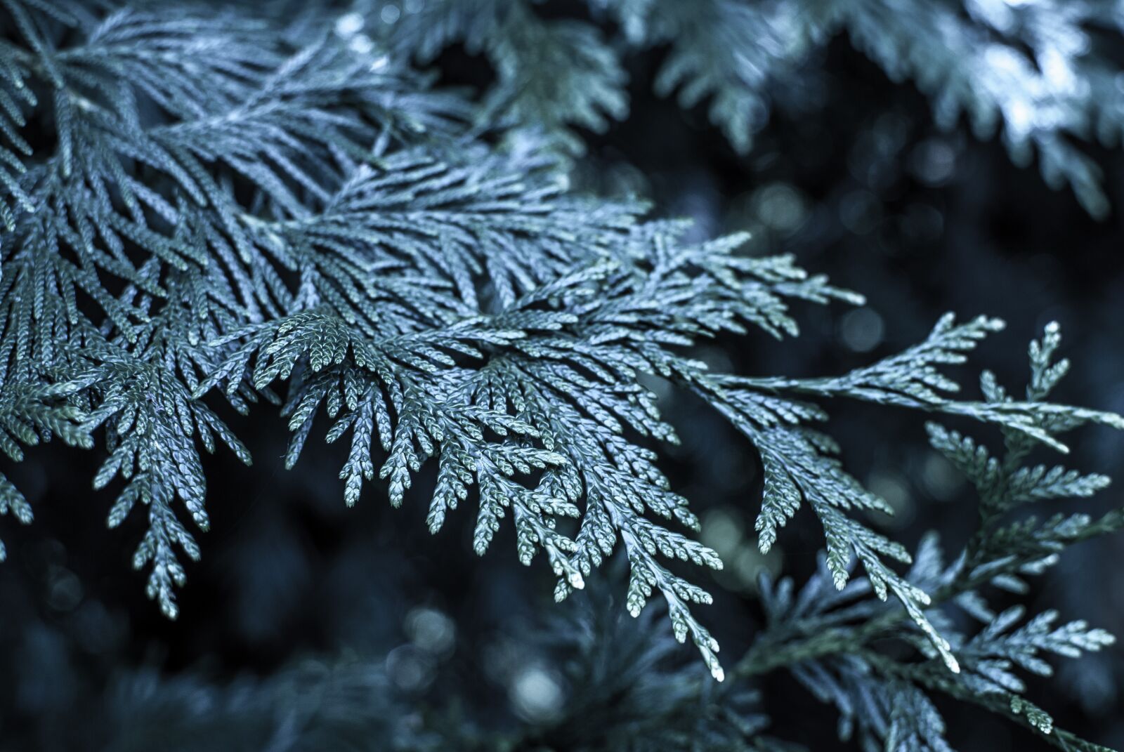 Nikon D60 sample photo. śnige, christmas tree, frost photography