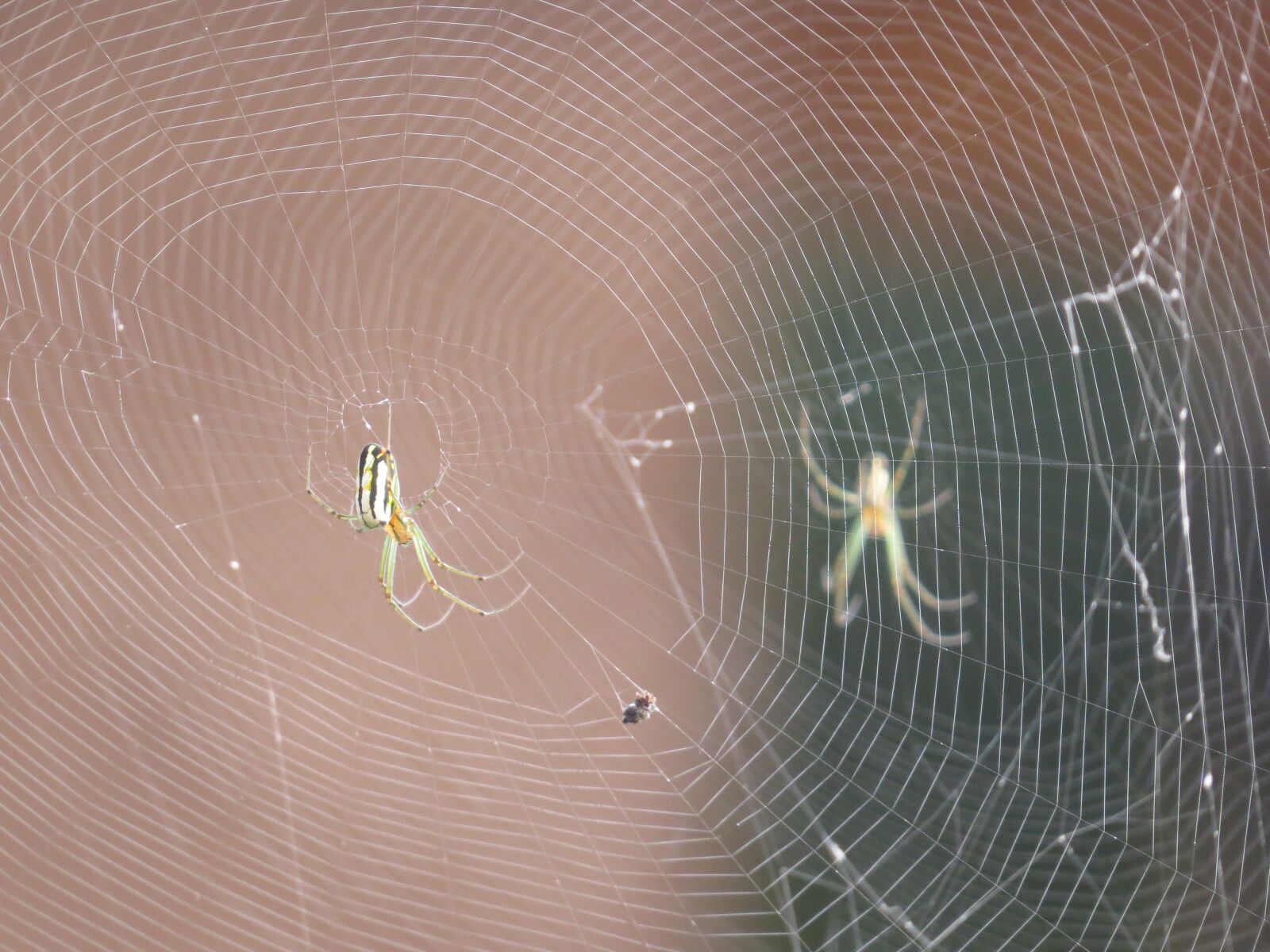 Canon PowerShot SX50 HS sample photo. Nature, insects, colombia photography