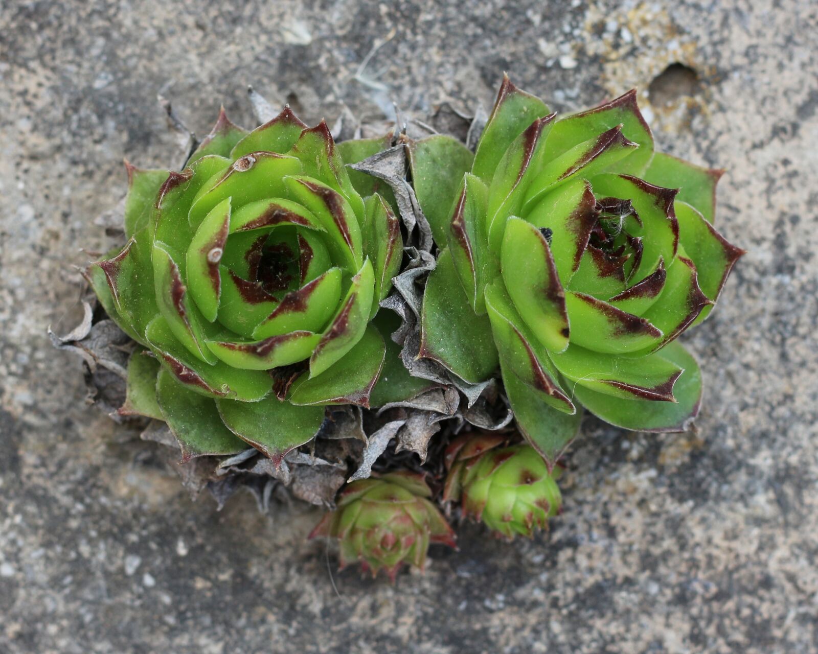 Canon EOS 700D (EOS Rebel T5i / EOS Kiss X7i) + Canon EF 50mm F1.8 STM sample photo. Flora, nature, houseleek photography
