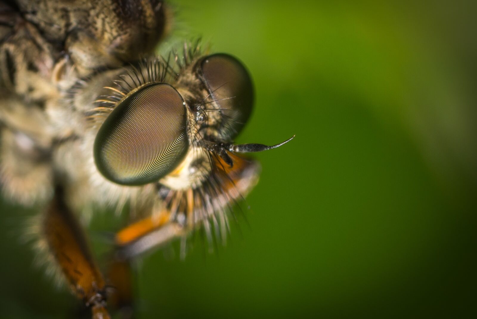 #124 65/2.8 sample photo. Insect, animals, nature photography