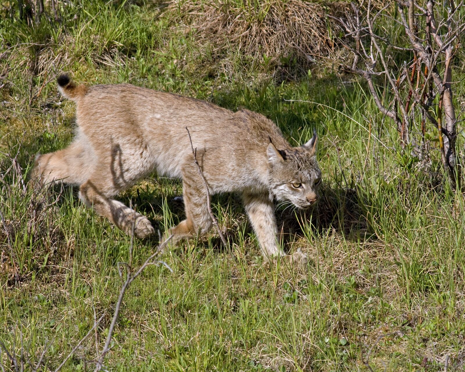 Canon EOS 40D sample photo. Bobcat, lynx, predator photography