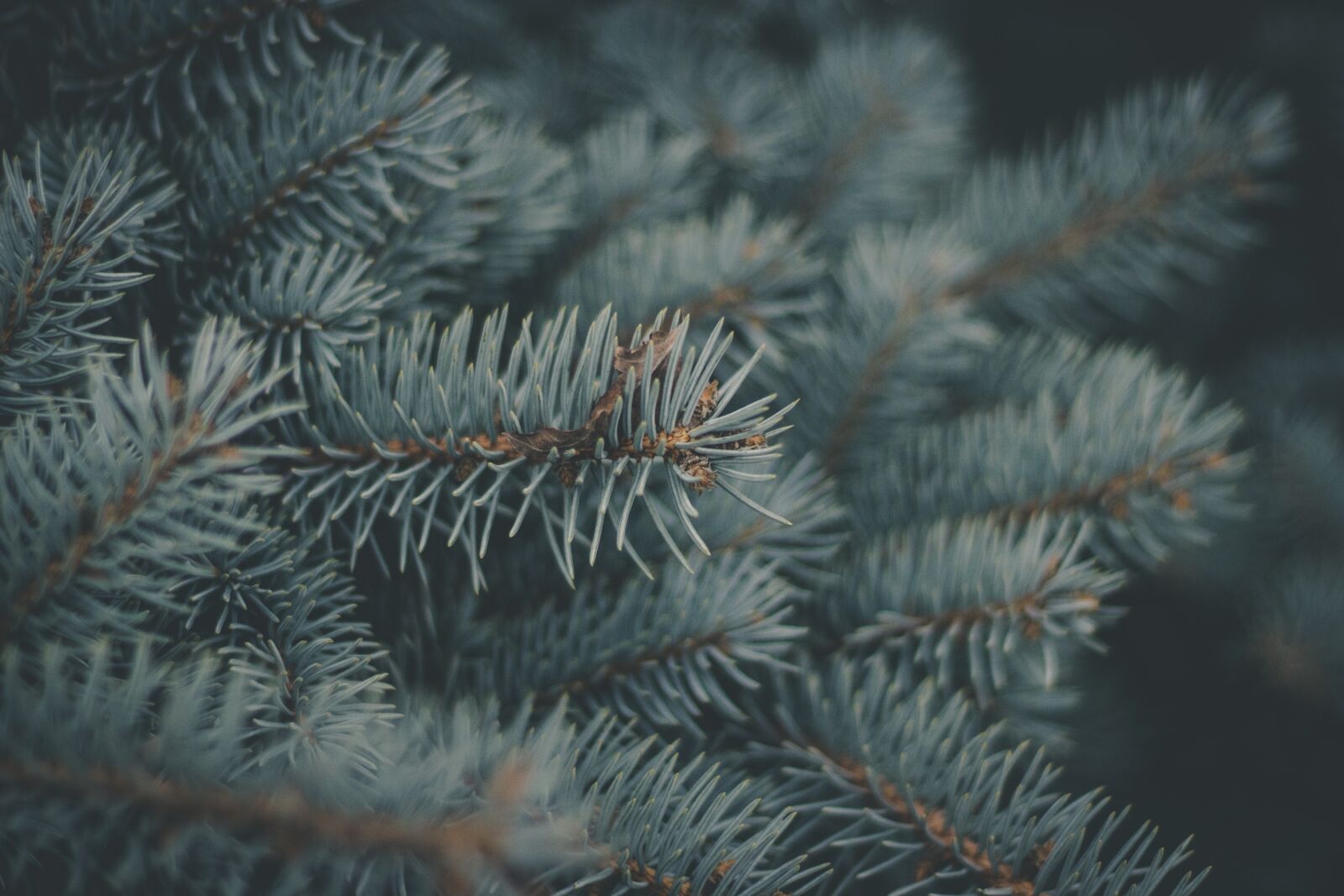 Canon EOS 100D (EOS Rebel SL1 / EOS Kiss X7) sample photo. Pine, needles, macro photography