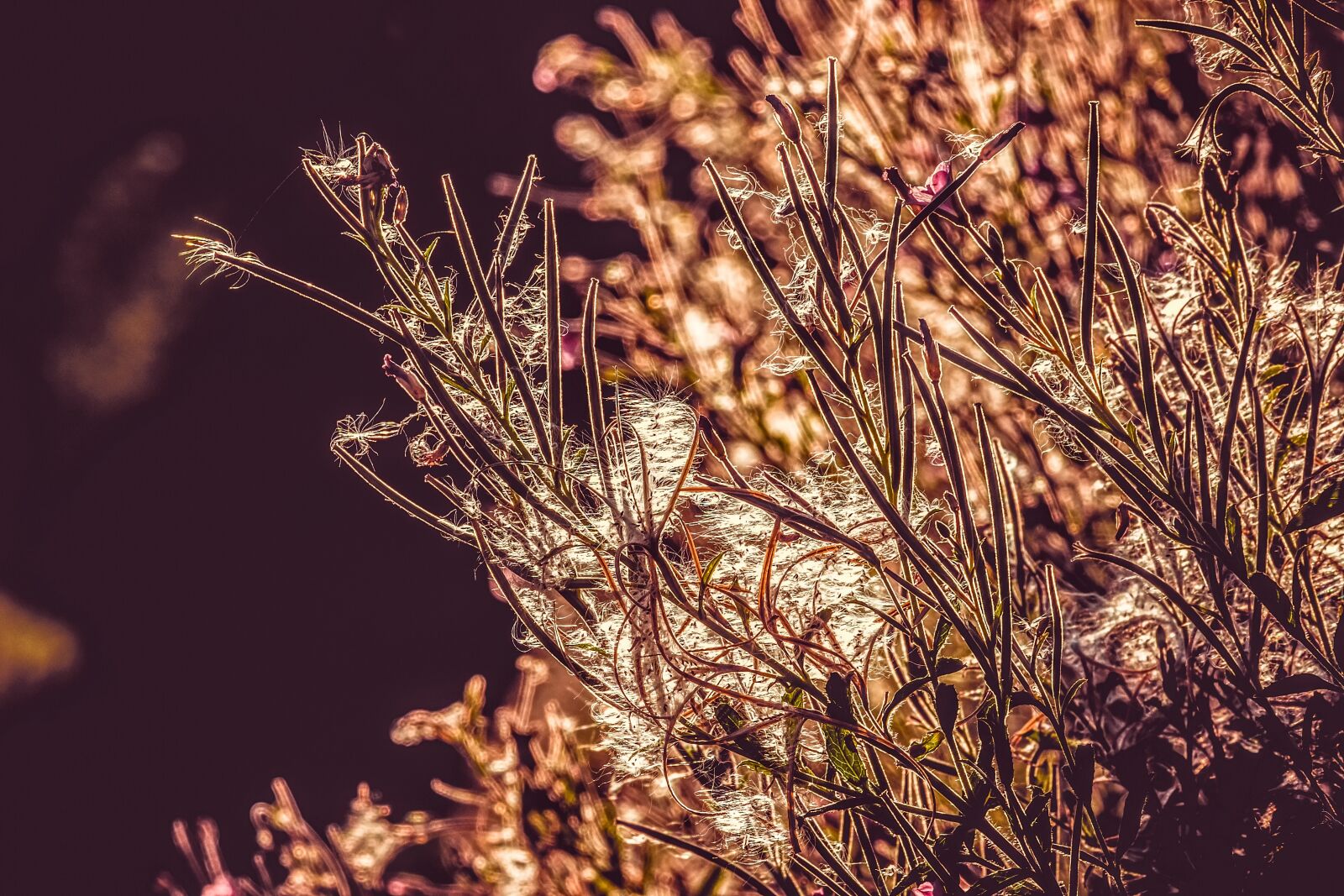 Fujifilm XF 55-200mm F3.5-4.8 R LM OIS sample photo. Epilobium angustifolium, flower, pink photography