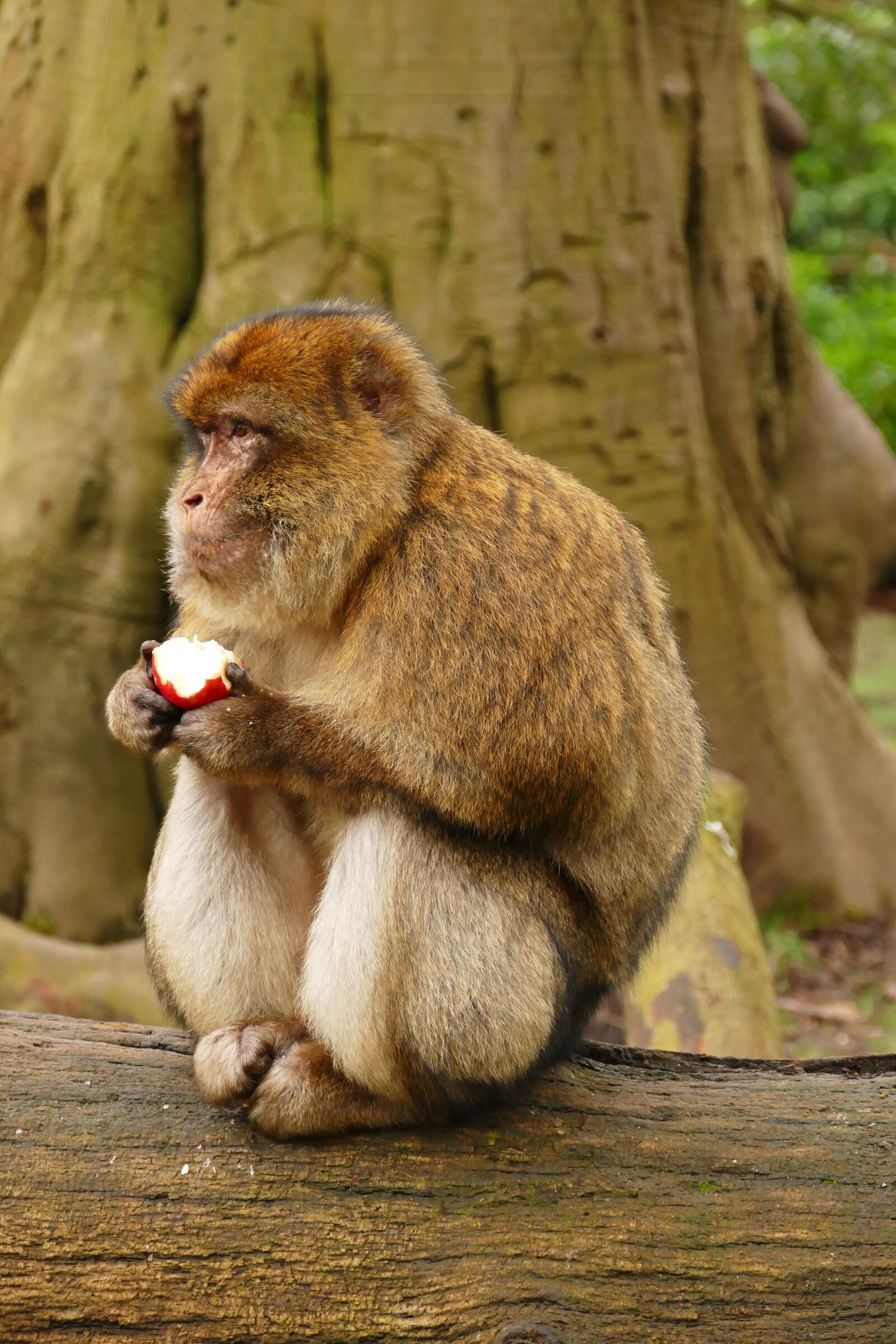 Panasonic Lumix DMC-FZ1000 sample photo. Ape, monkey, animal photography