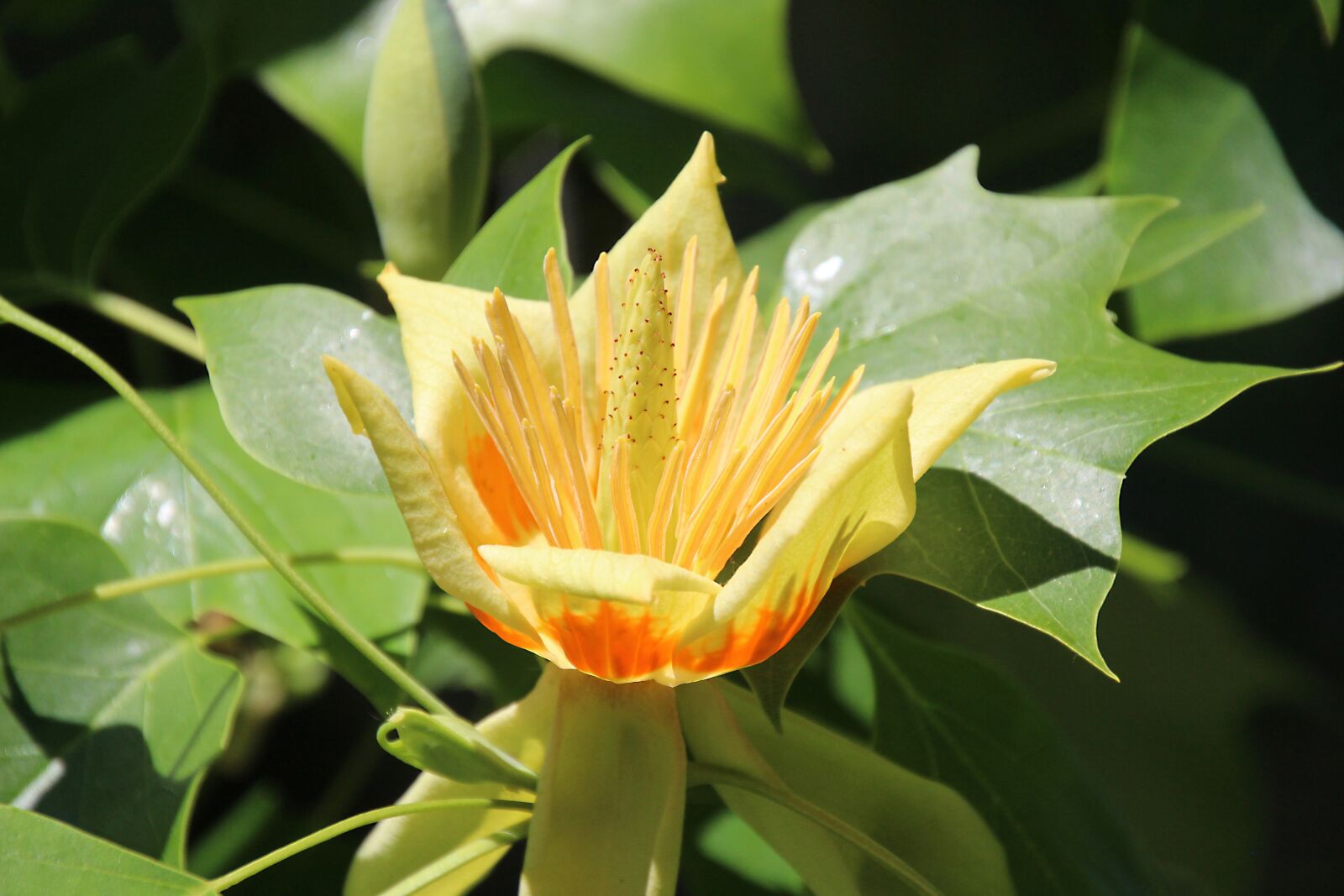 Canon EOS 700D (EOS Rebel T5i / EOS Kiss X7i) sample photo. Tulip tree, blossom, bloom photography