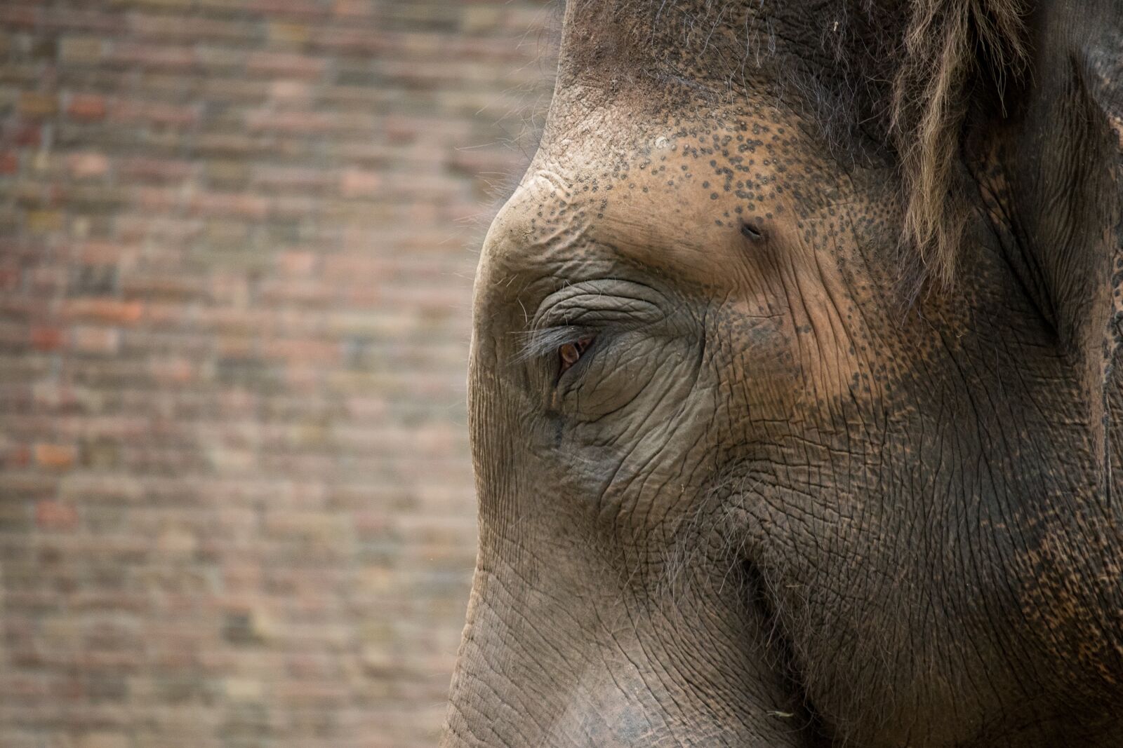 Canon EF-S 55-250mm F4-5.6 IS STM sample photo. Elephant, animal, mammal photography