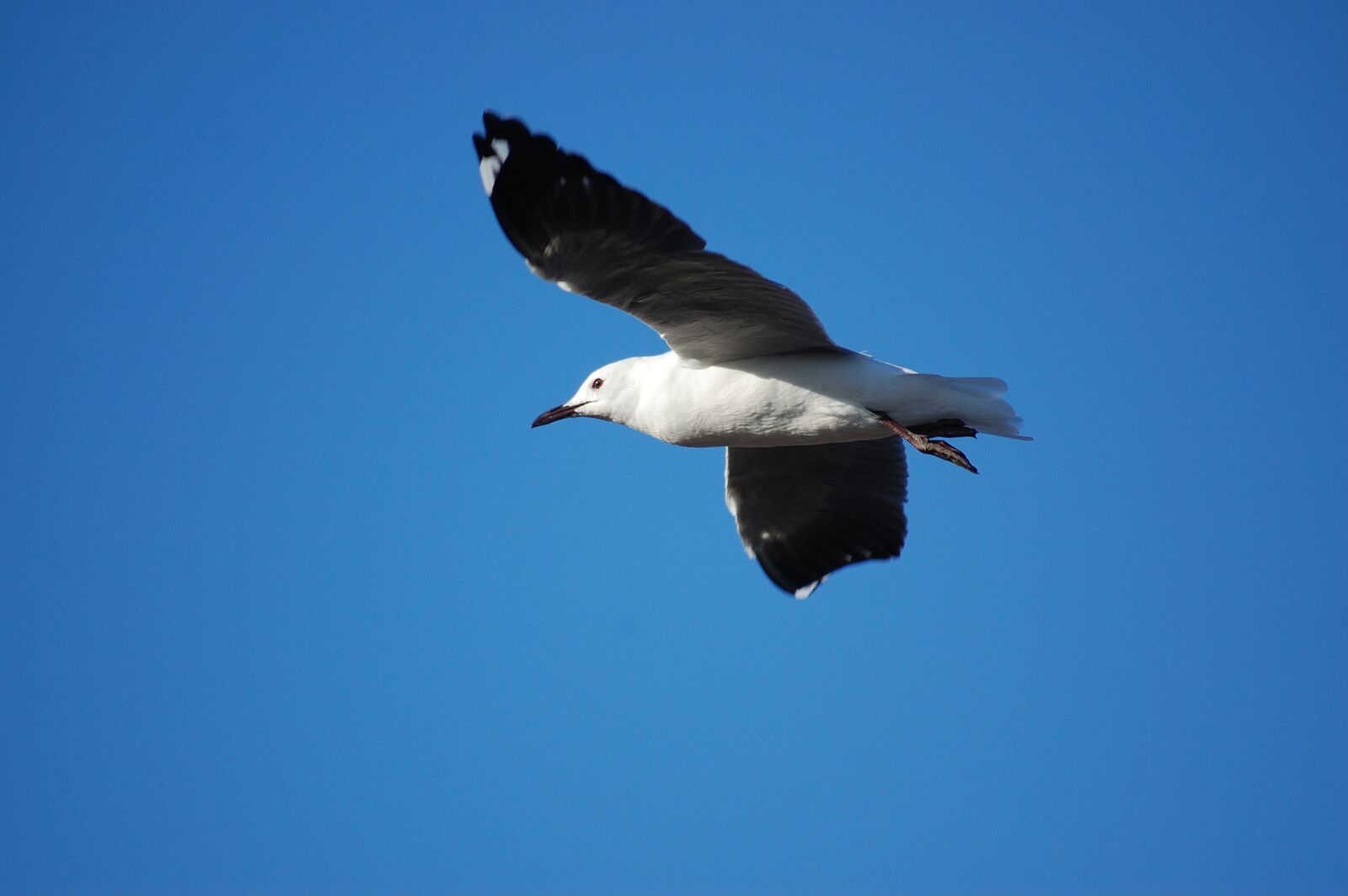 Nikon D40 sample photo. Gull, seagull, bird photography