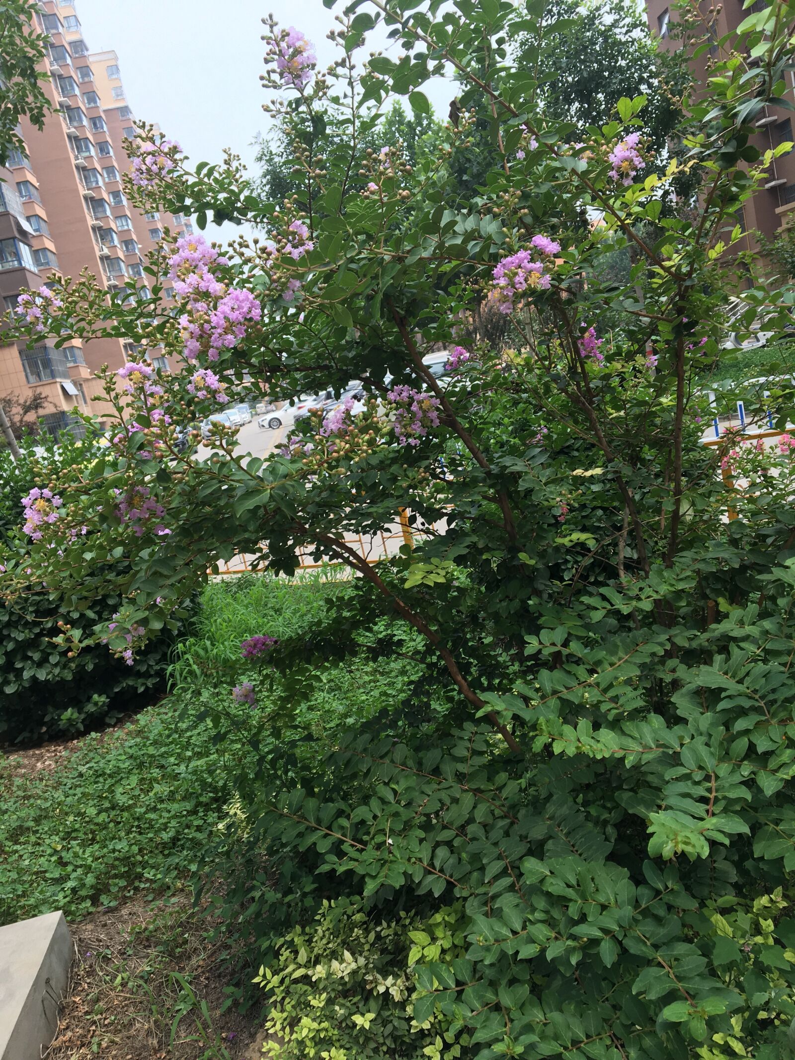 iPhone 6s back camera 4.15mm f/2.2 sample photo. Big, and pretty, flower photography