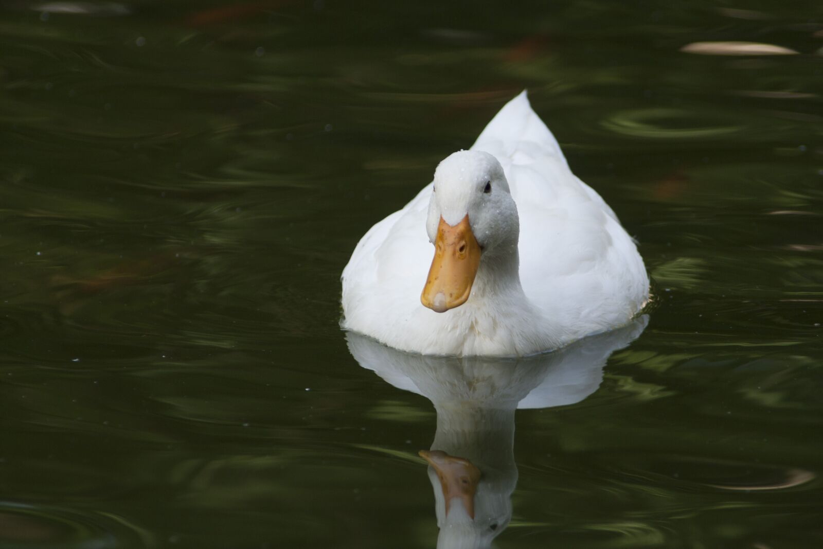Canon EOS 350D (EOS Digital Rebel XT / EOS Kiss Digital N) sample photo. Duck, ave, fauna photography