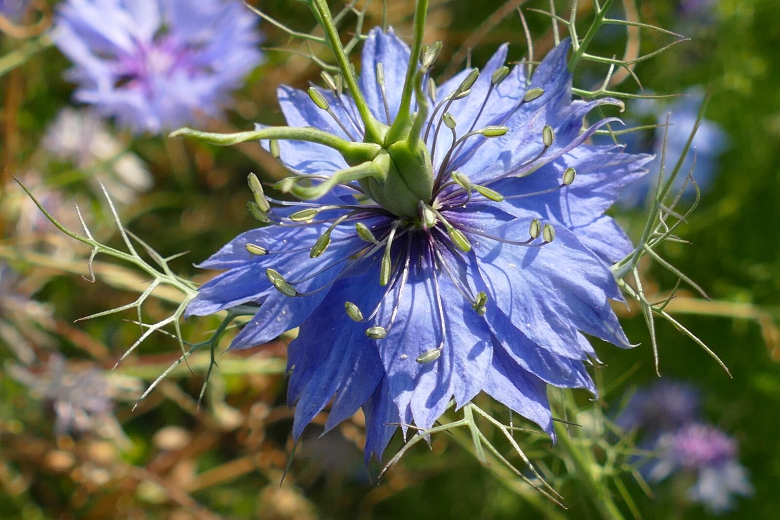 Panasonic Lumix DMC-FZ1000 sample photo. Cornflower, flower, plant photography