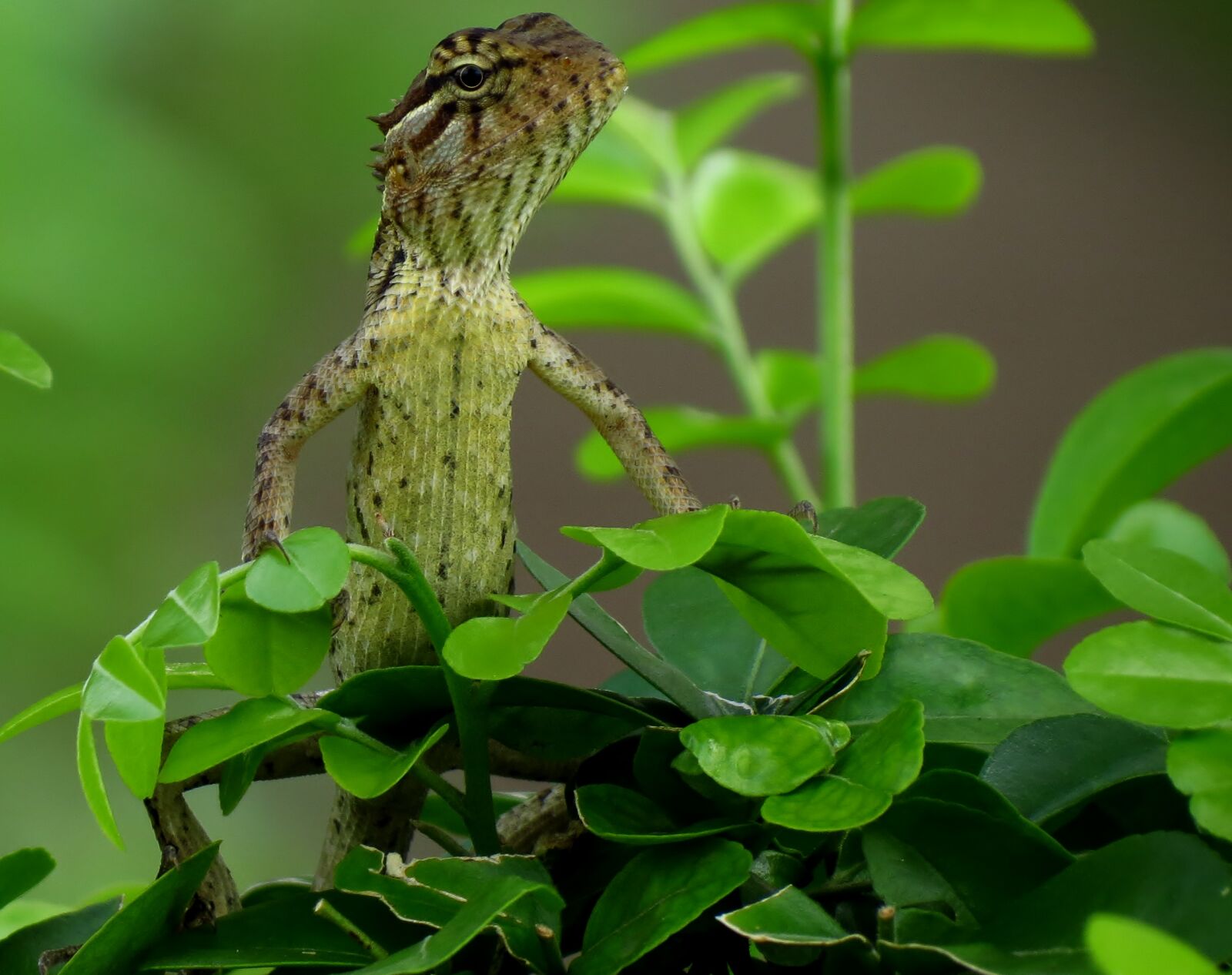 Canon PowerShot SX40 HS sample photo. Lizard, animal, reptile, reptilian photography