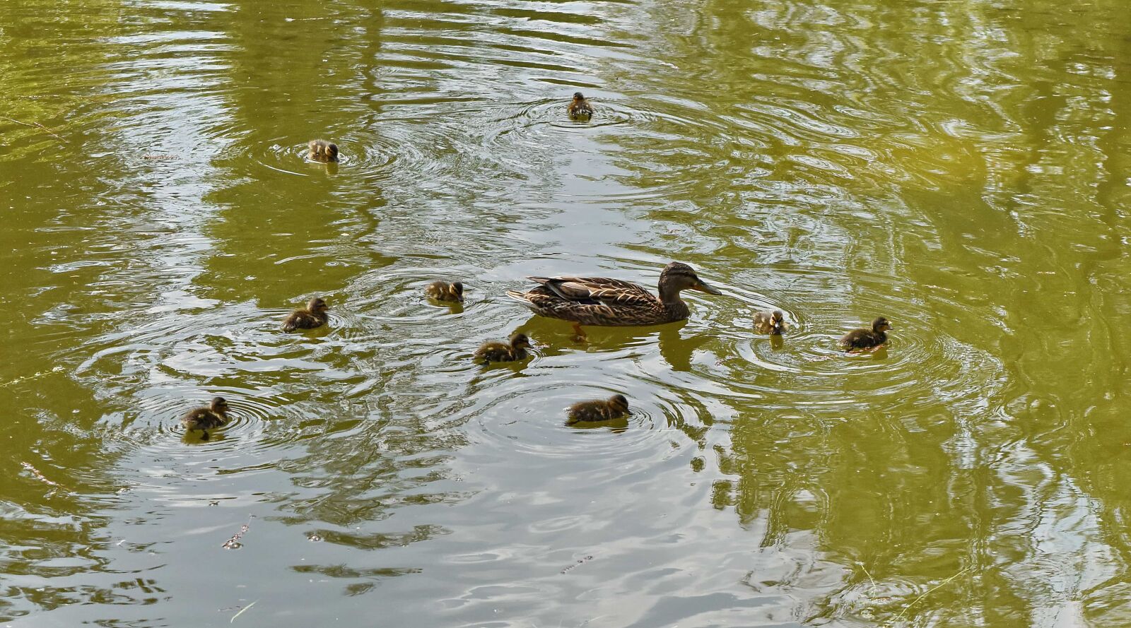 Nikon D5500 sample photo. Duckling, ducks, bird, water photography