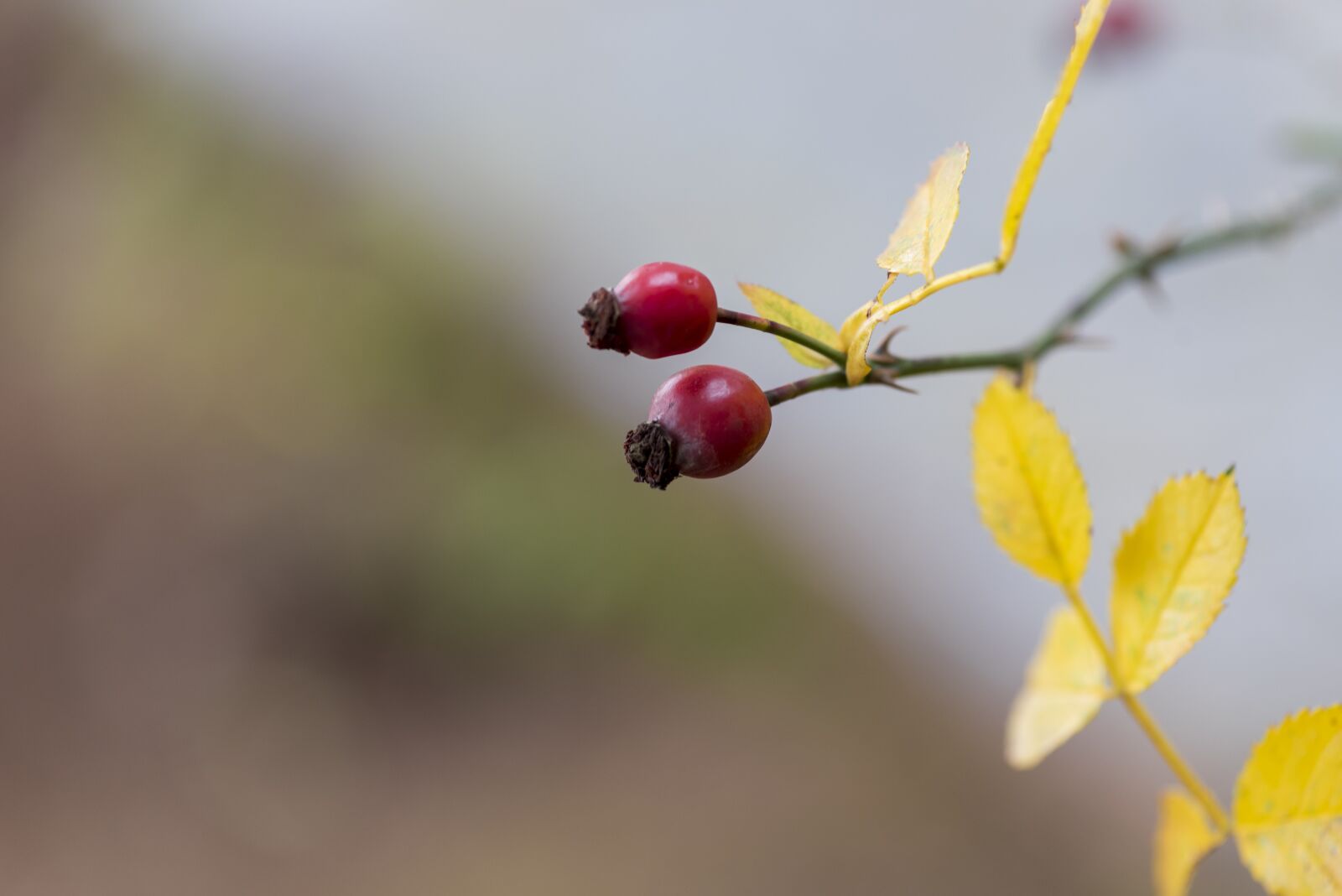 Nikon D750 sample photo. Macro, plant, tree photography